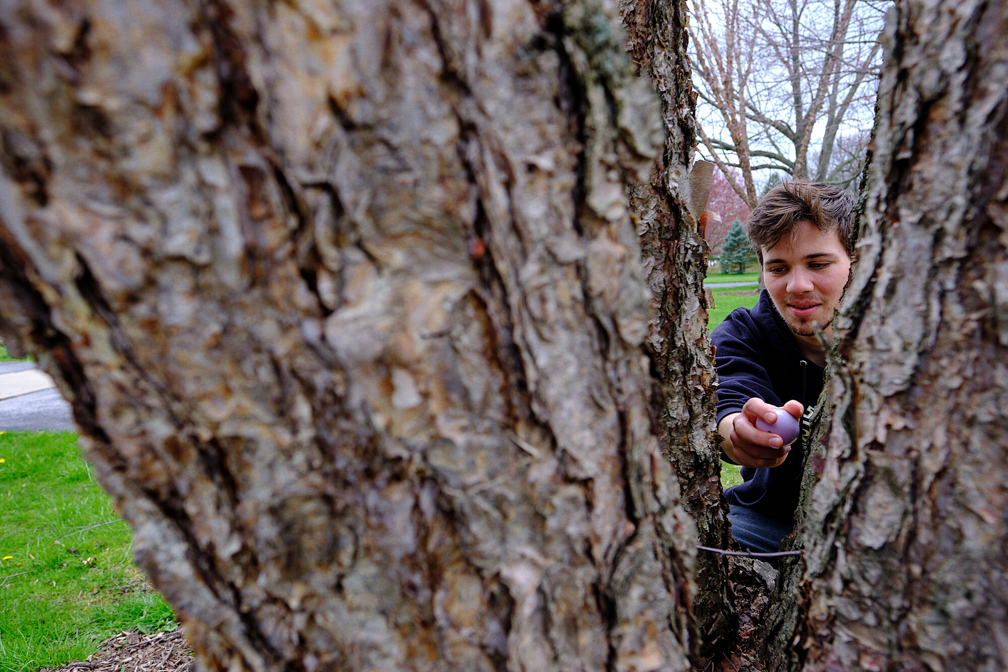  The annual family egg hunt took to the outdoors this year. Here Gabriel pulls one from a Paper Birch tree. | 4/13/20 Westlake, OH 