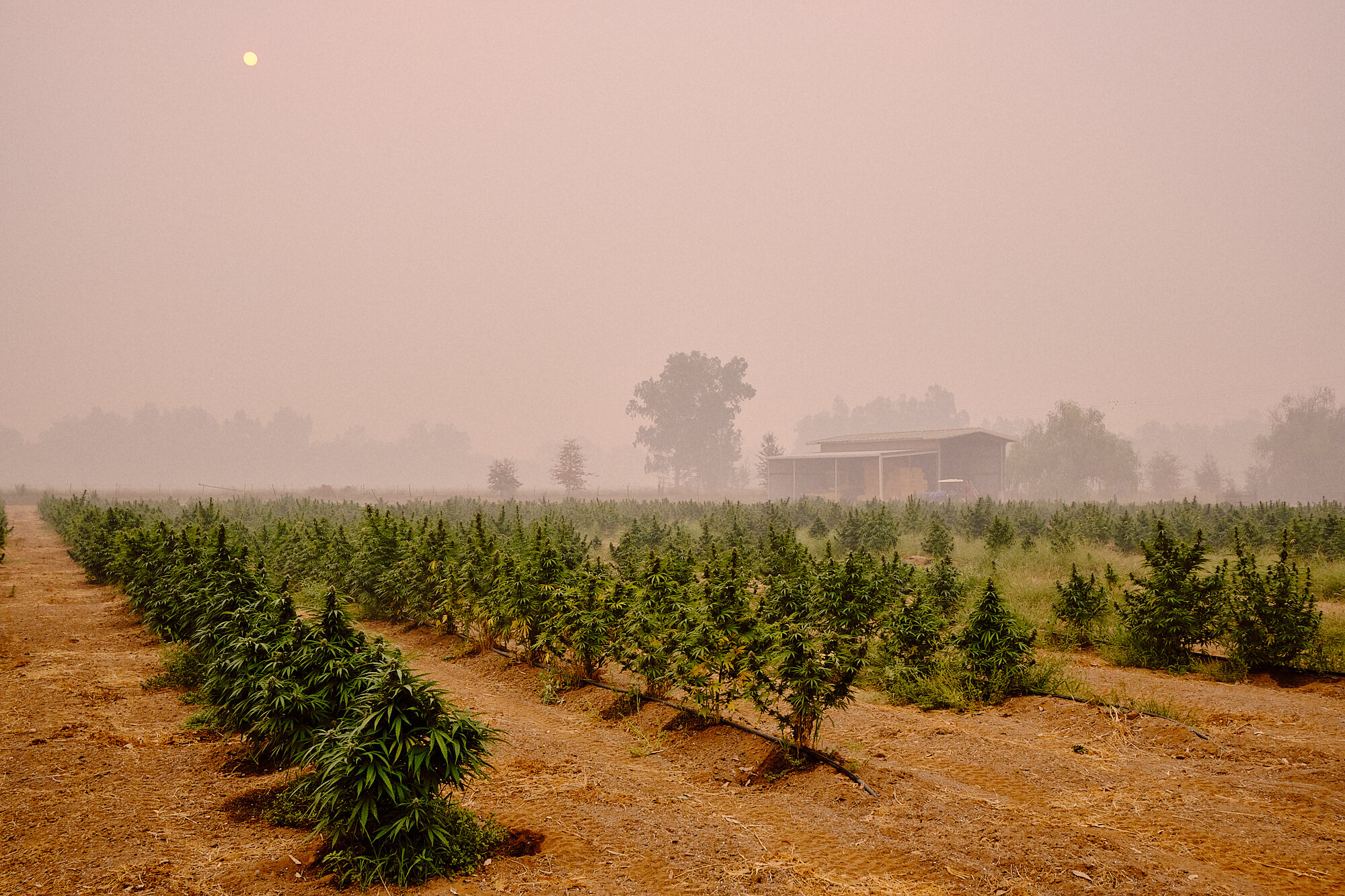 Moonshadow CBD's field of CBG producing hemp amidst the smoke from multiple nearby fires. The smoke got as bad as 540 on the Air Quality Index. | 9/12/20 Oroville, CA 