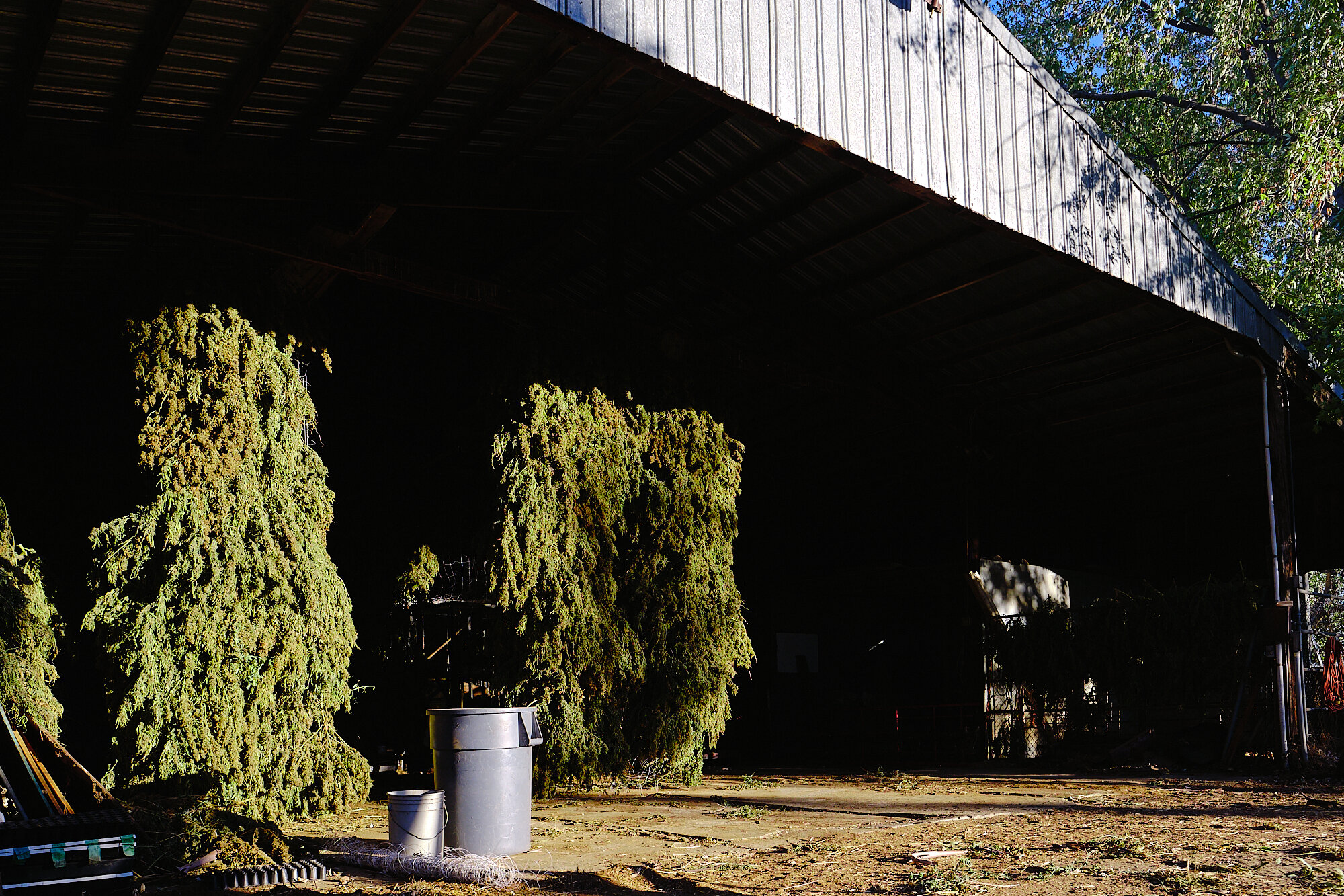  One of the Moonshadow barns filled with 800+ CBG hemp plants. This batch is destined to become CBG biomass: once dry, we shuck the flowers and leaves off, cure it and create topical products from the oil. | 10/27/20 Arjay Ranch, CA 
