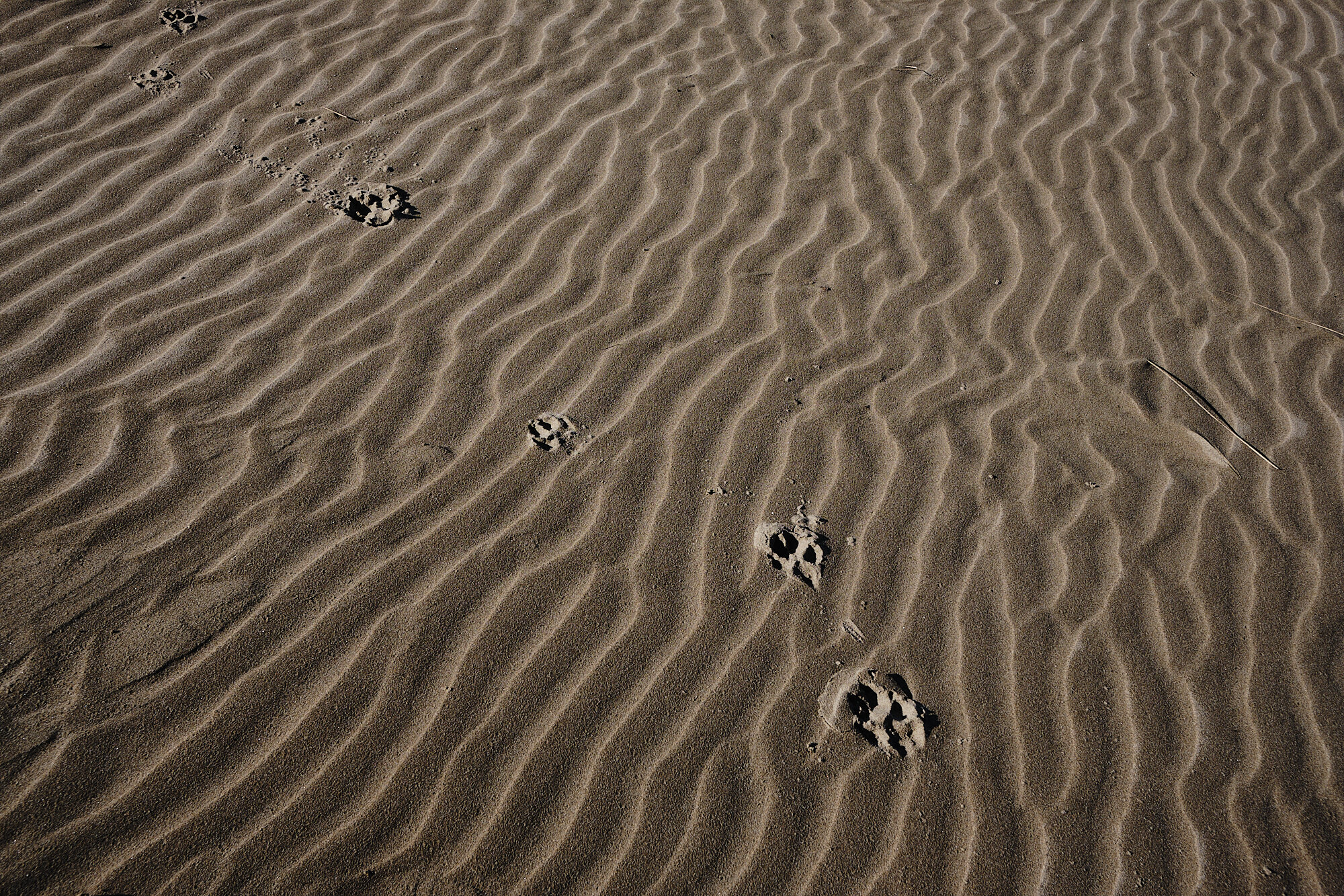  Puppy prints in the sand on the Oregon coast, hard to get more pleasant than this! | 10/31/20 Newport, OR 