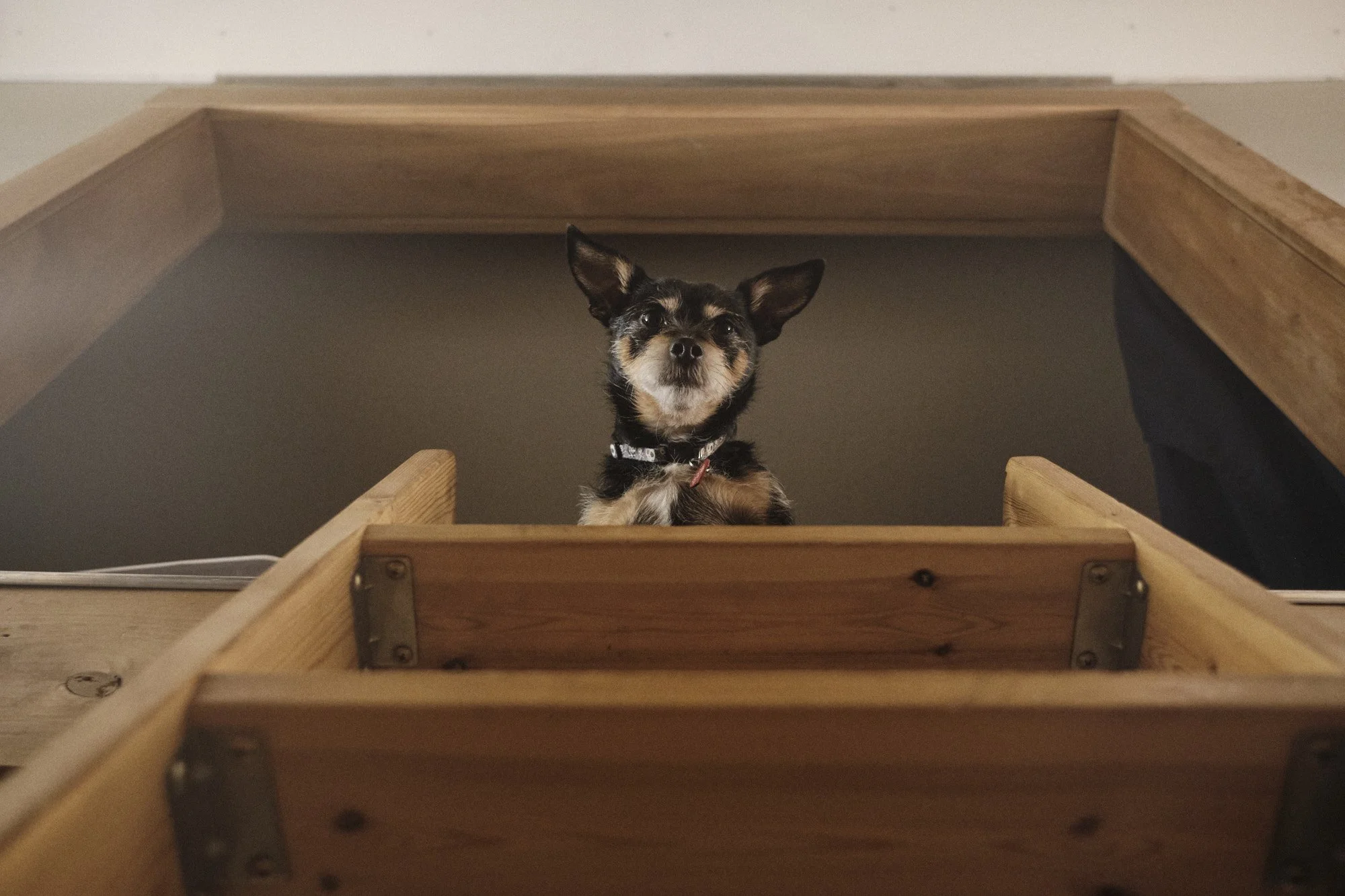  Squiller waiting for someone to join him in our lofted bedroom. | 1/12/23 Truckee, CA 