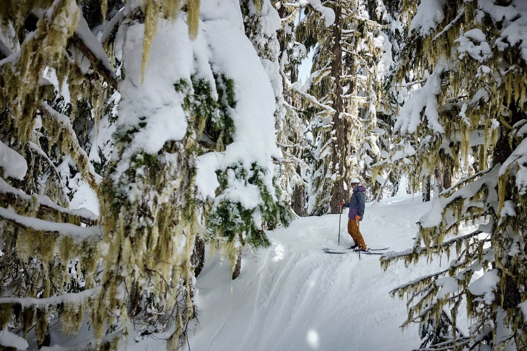  Grapenut takes a break in one of many thick, moss covered forests in the Cascades. | 3/14/23 Naches, WA 