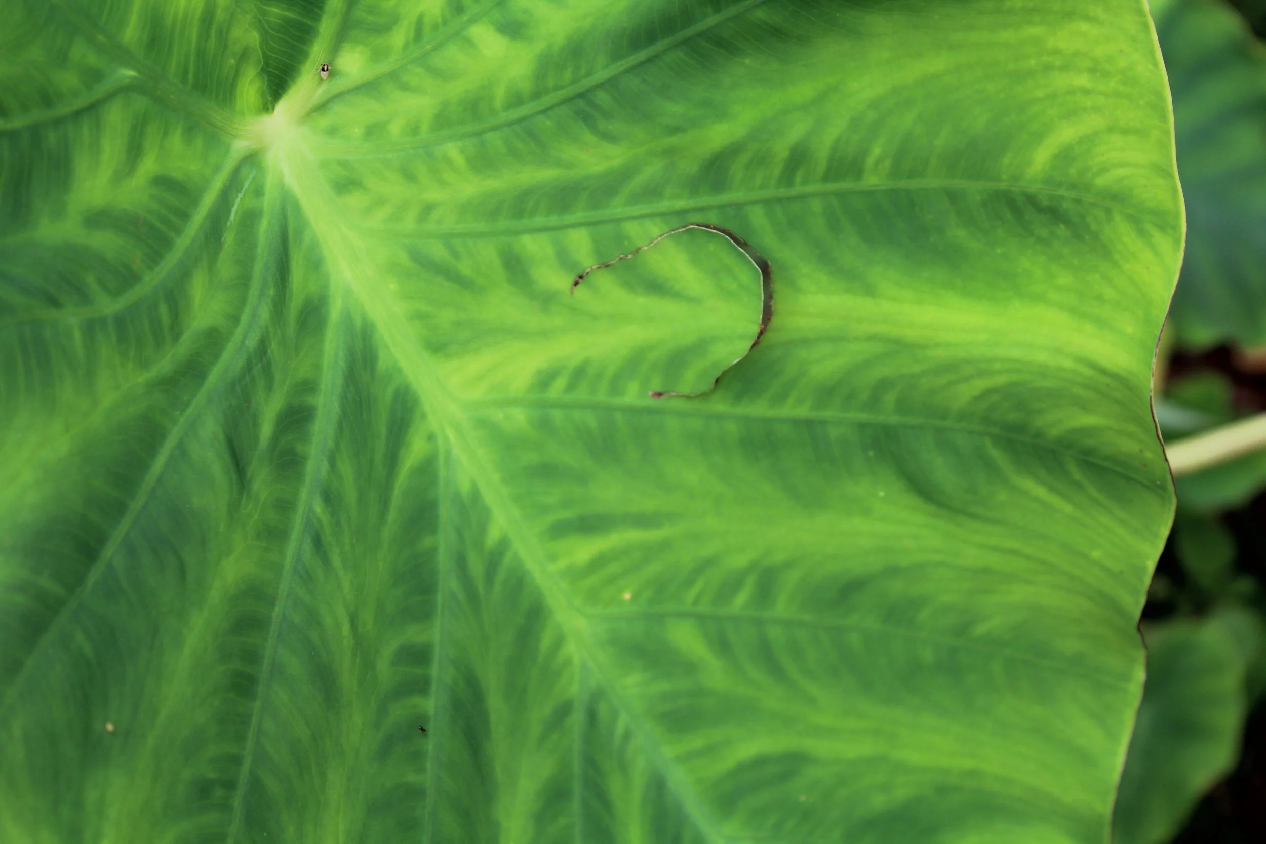 nature9.JPG