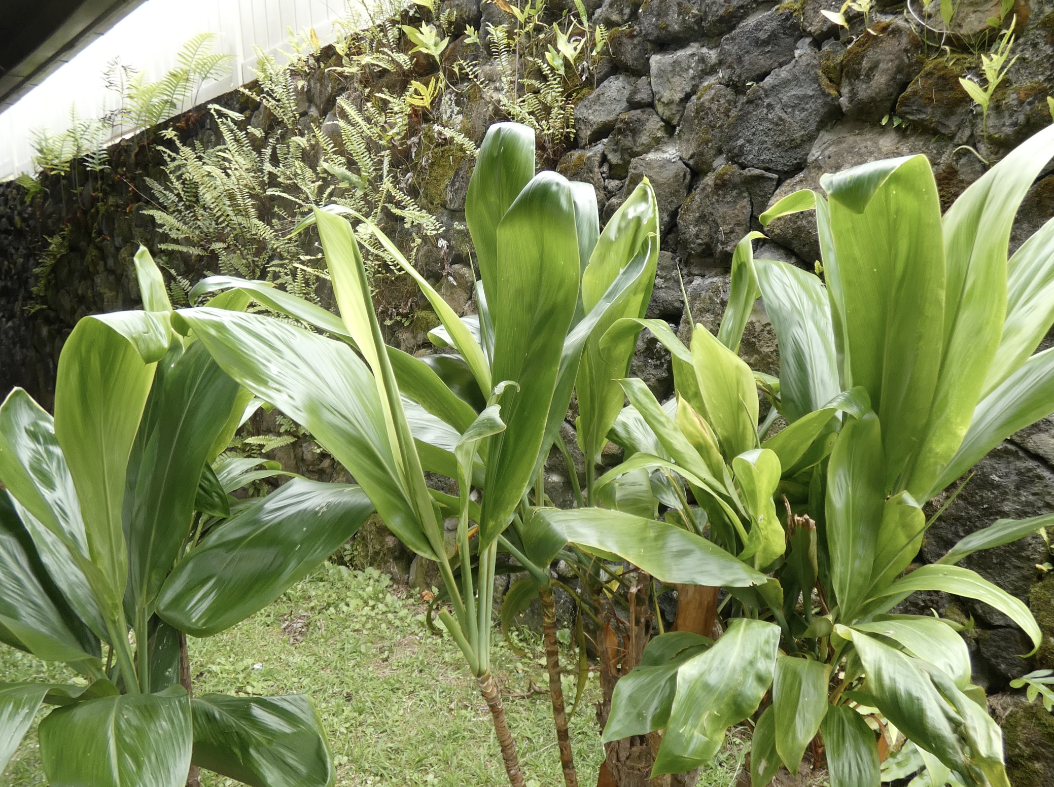 nature15.png