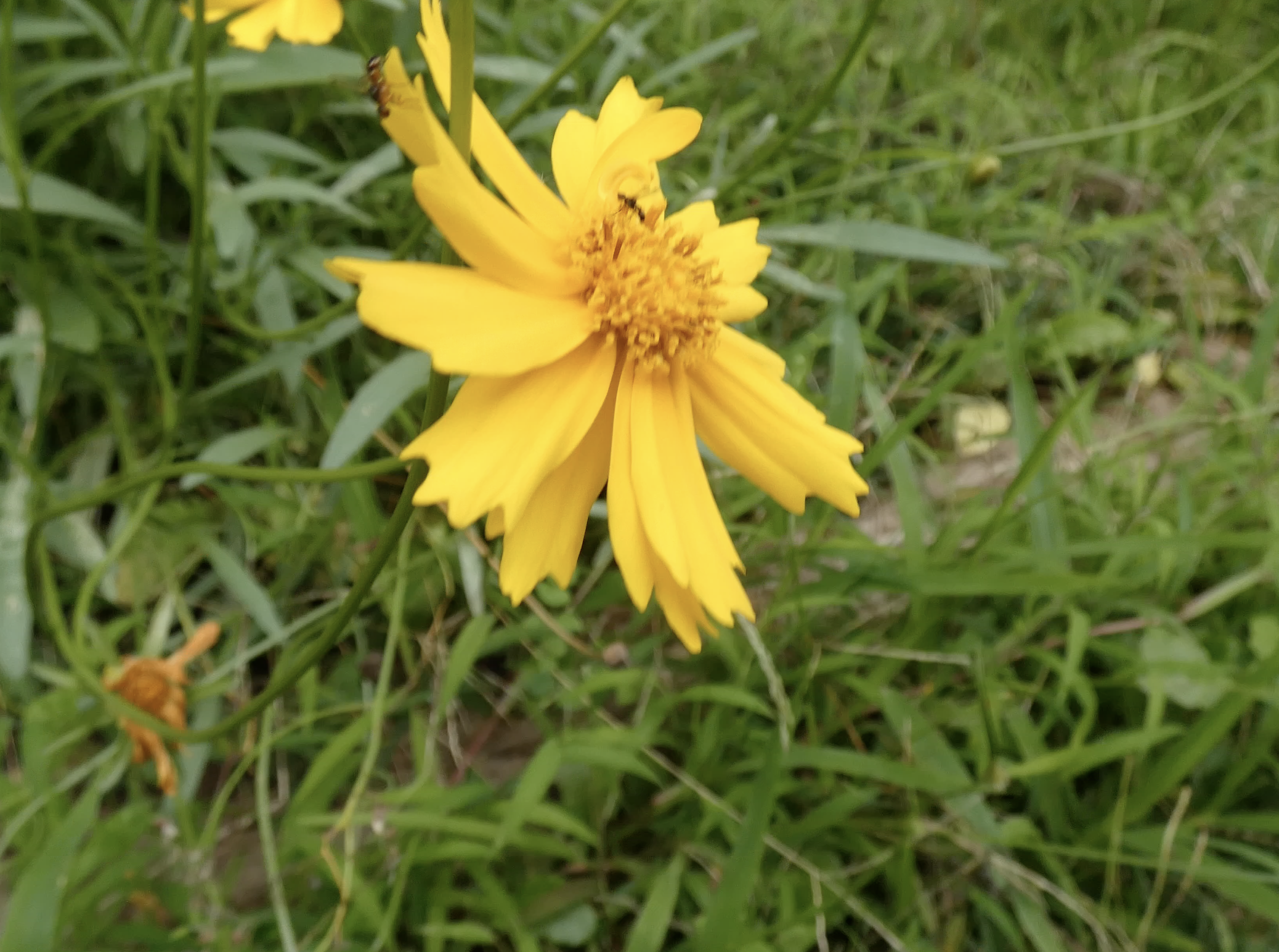 nature10.png