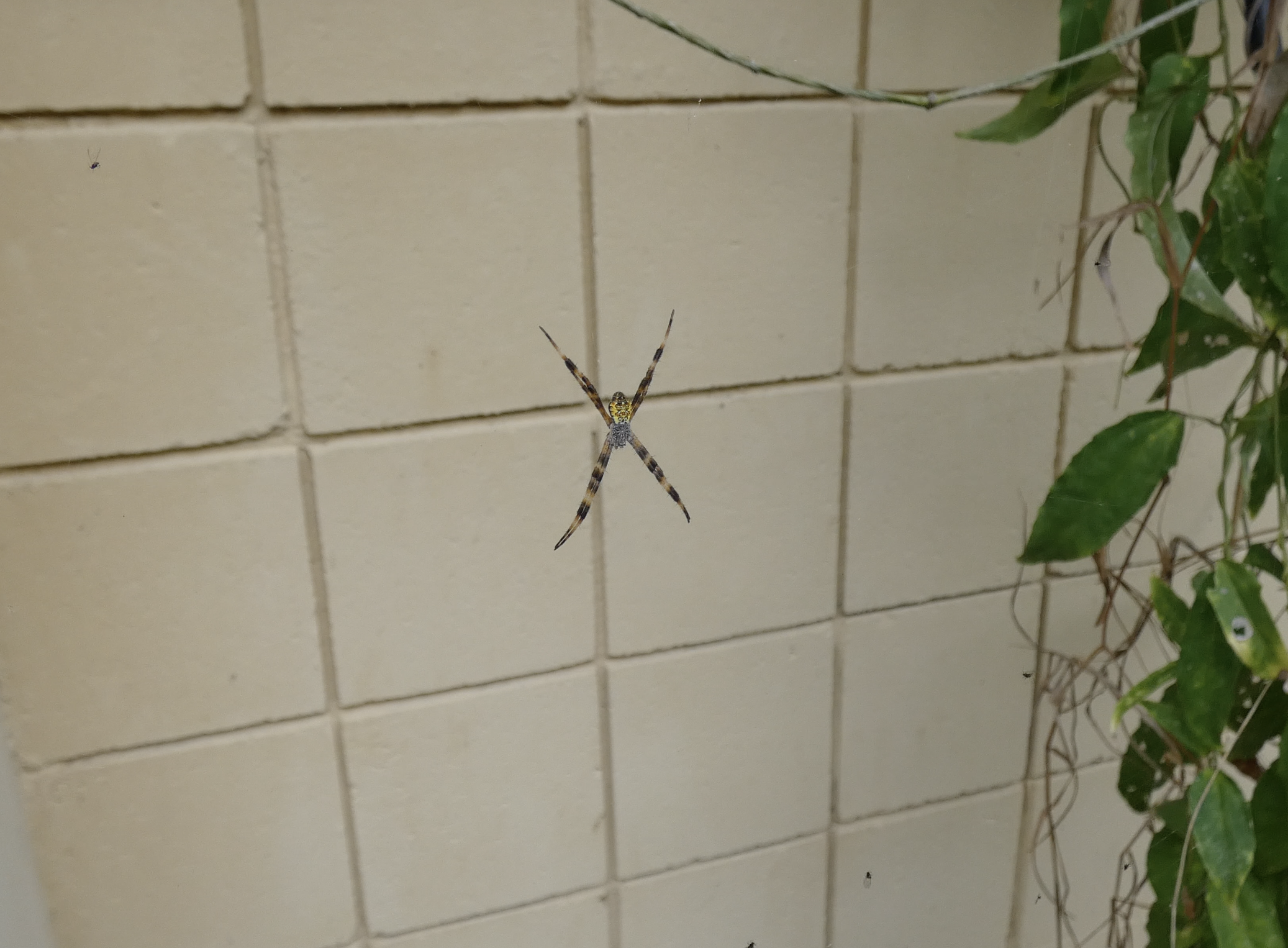 nature2.png