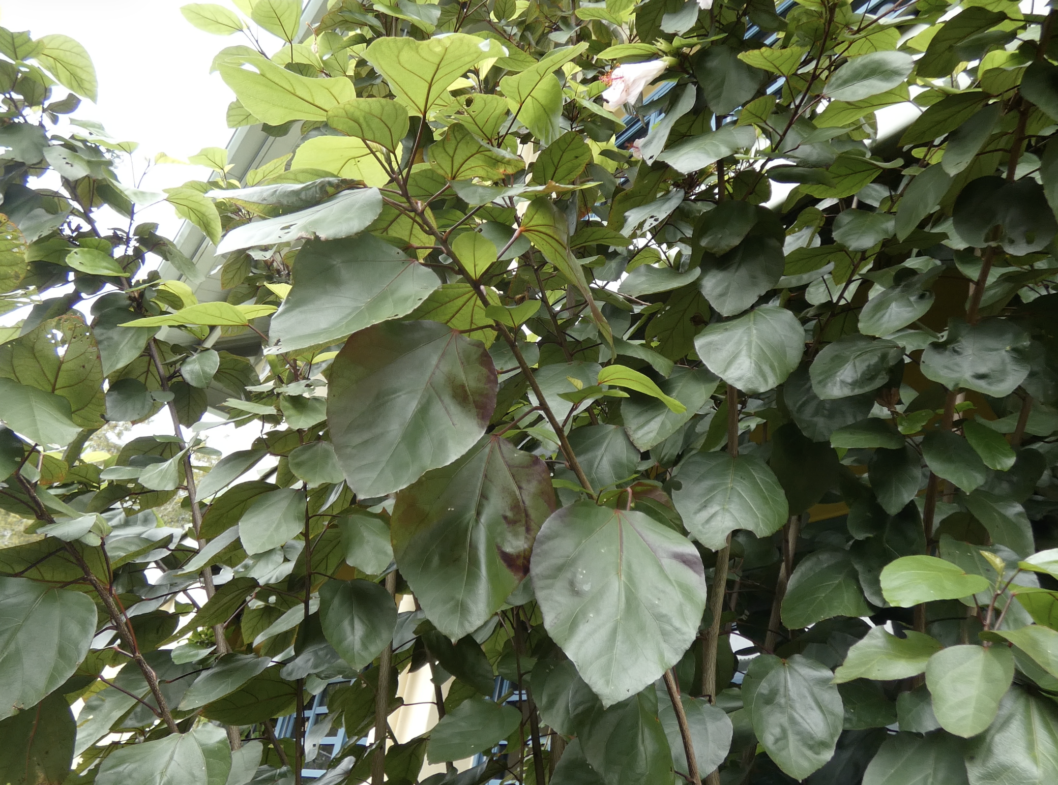 nature6.png