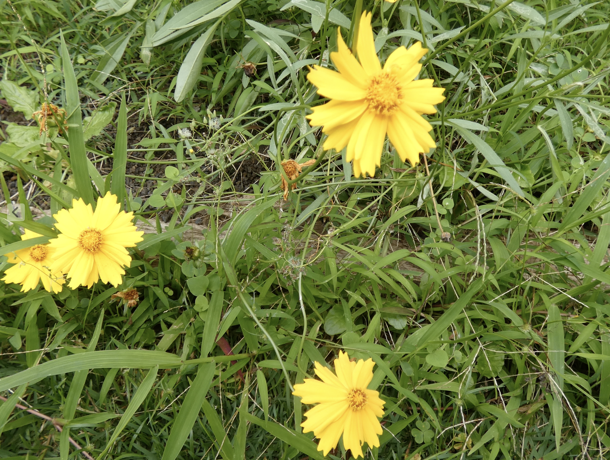 nature9.png