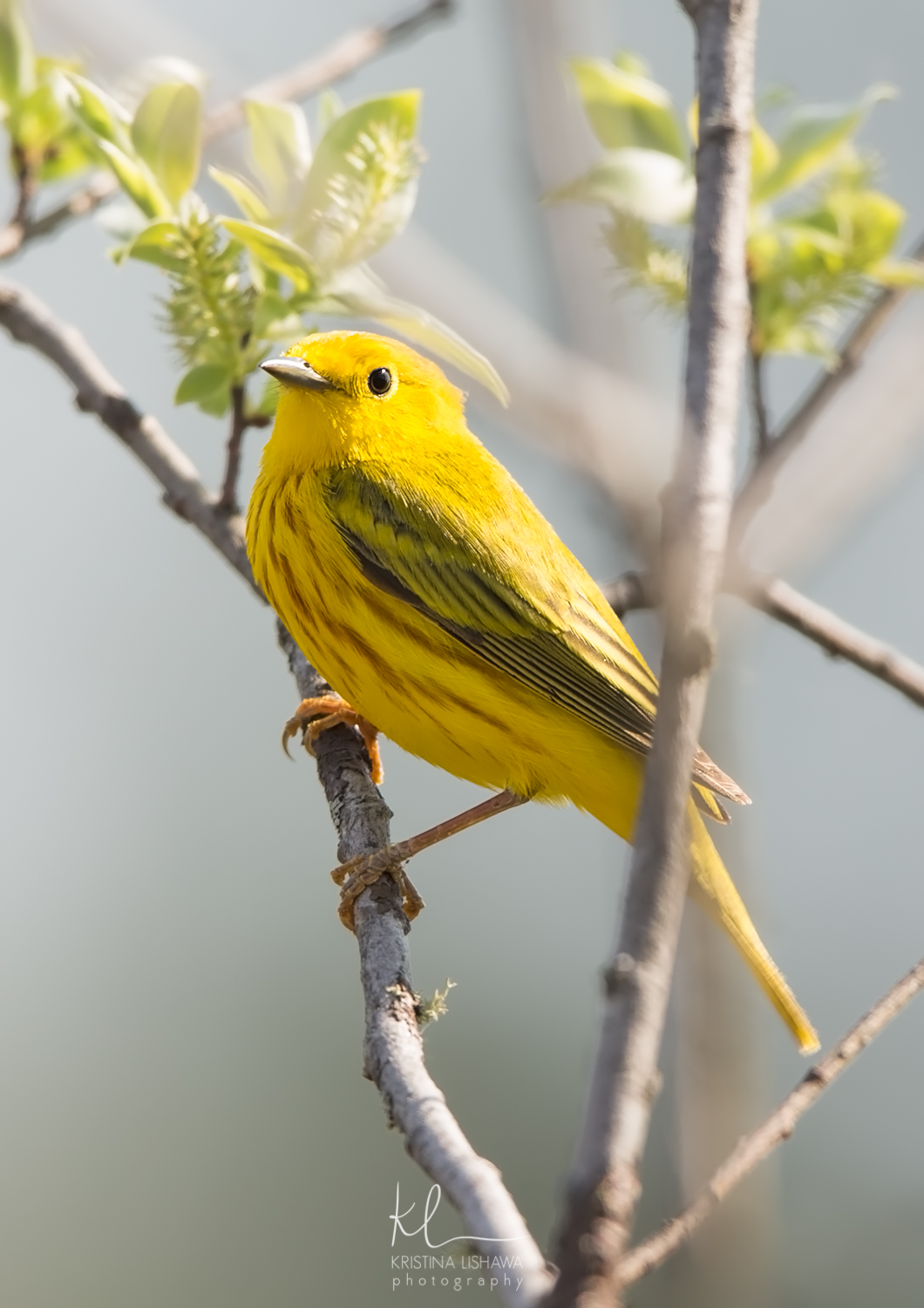 Yellow Warbler