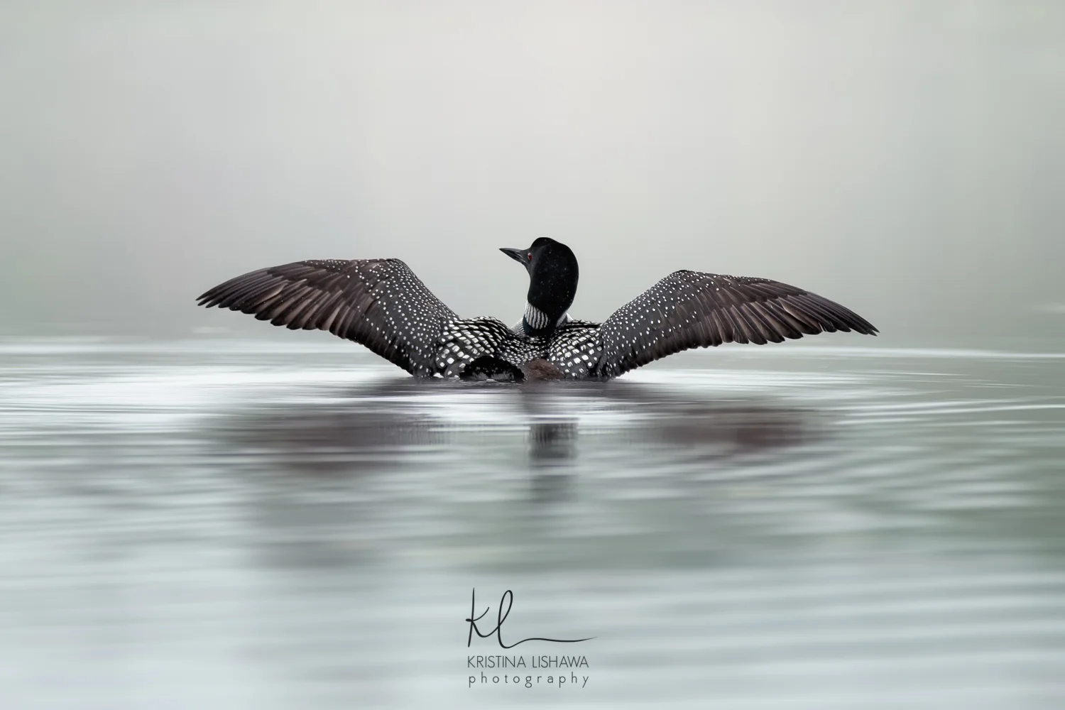 Graceful Loon