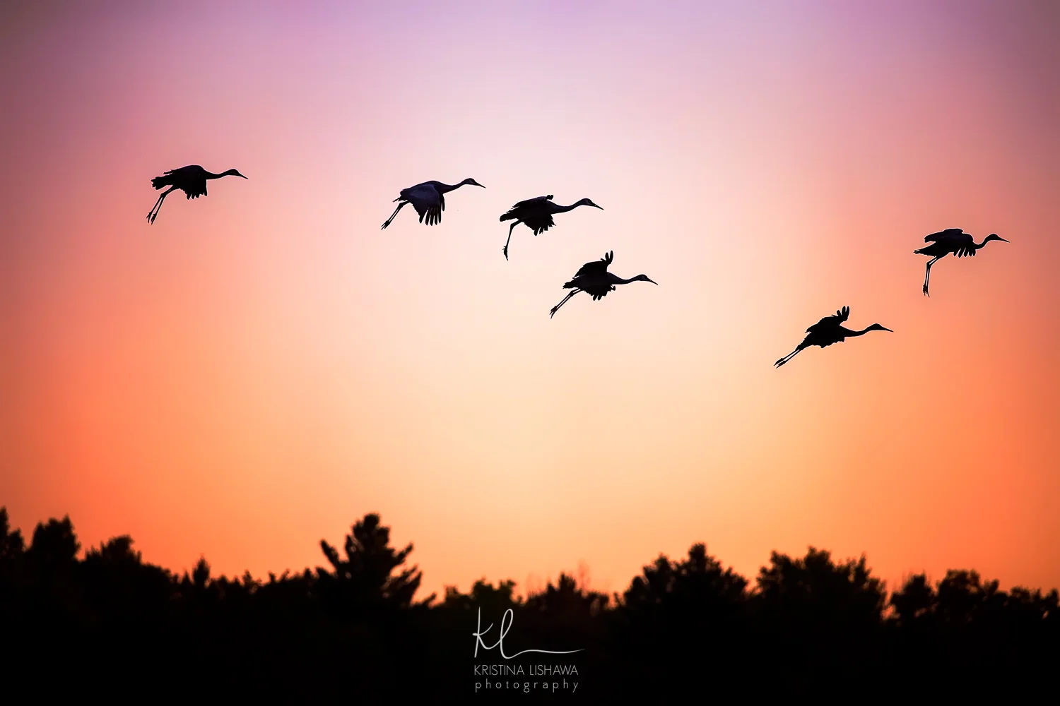 Sandhill Cranes Landing