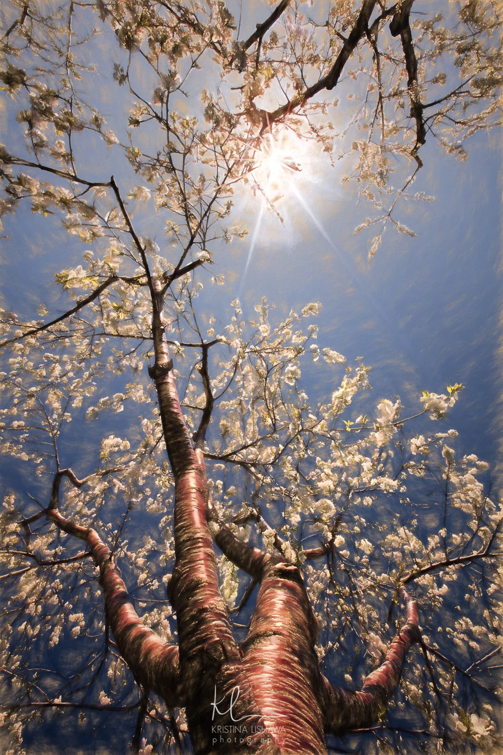 Dreaming Under a Cherry Tree