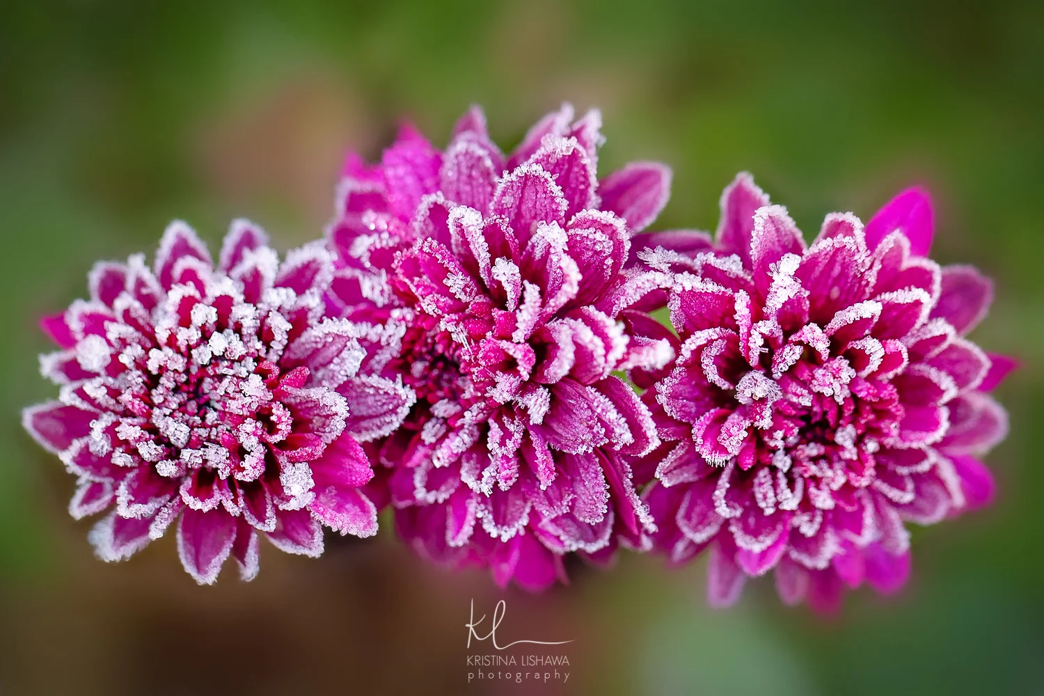 Frost on Mums