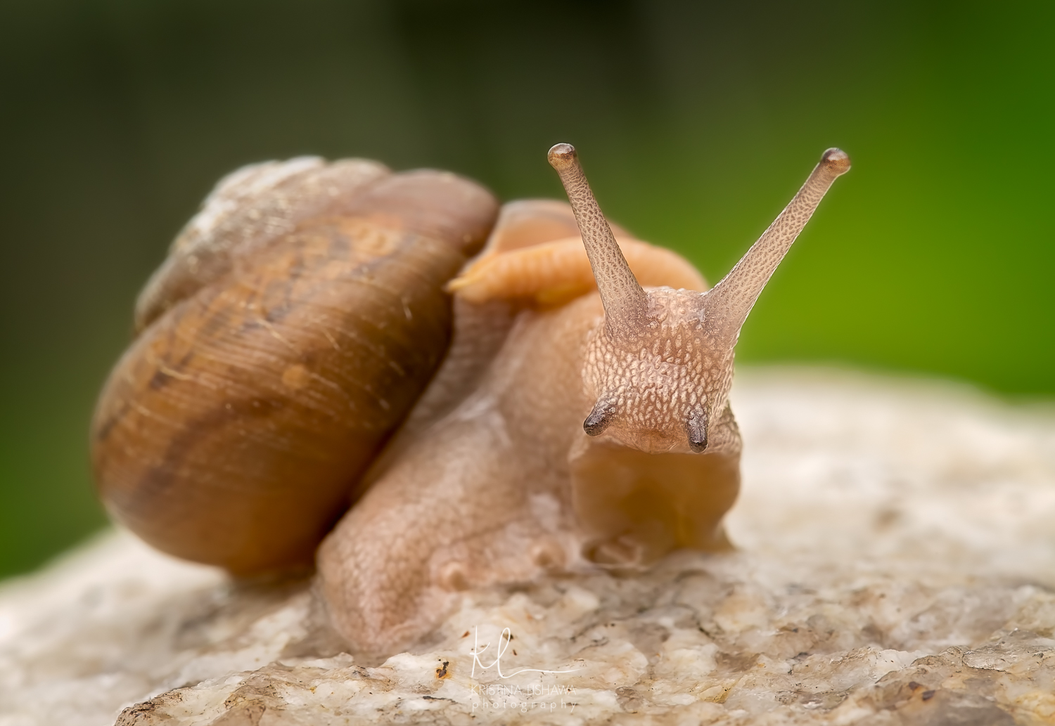 My Pet Snail