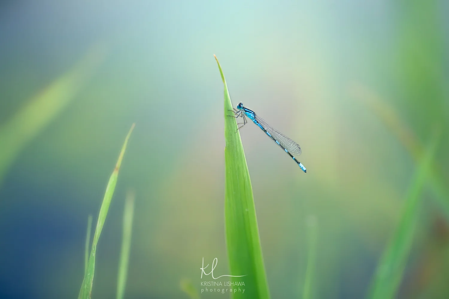 Damselfly