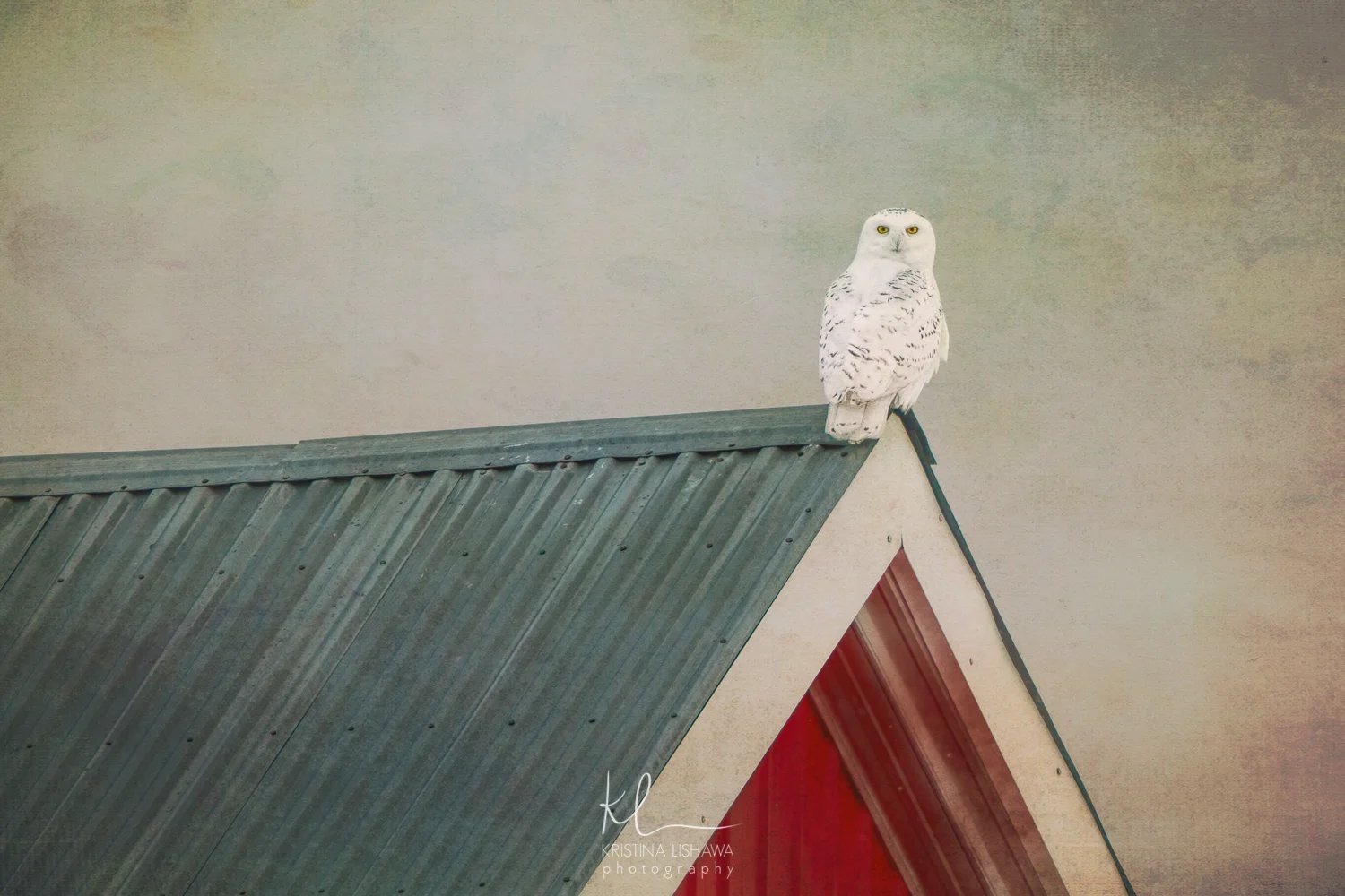 textured owl-Edit.jpg