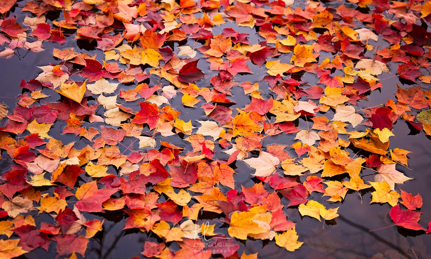 Tapestry of Leaves.jpg