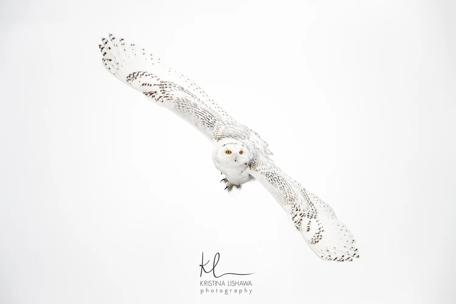 Soar On