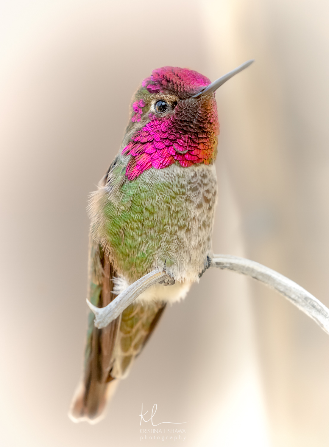 Anna's Hummingbird
