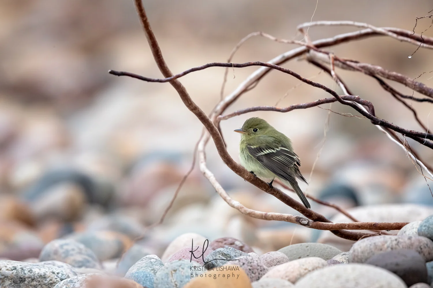 Yellow-Bellied Flycatcher