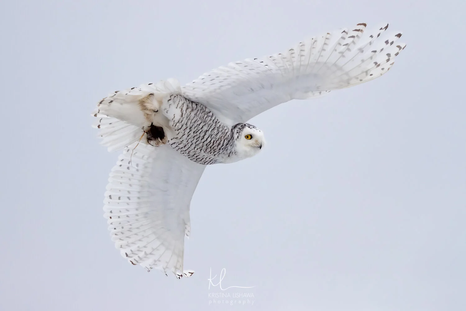 AF4I6803-3-Edit-Edit.jpg