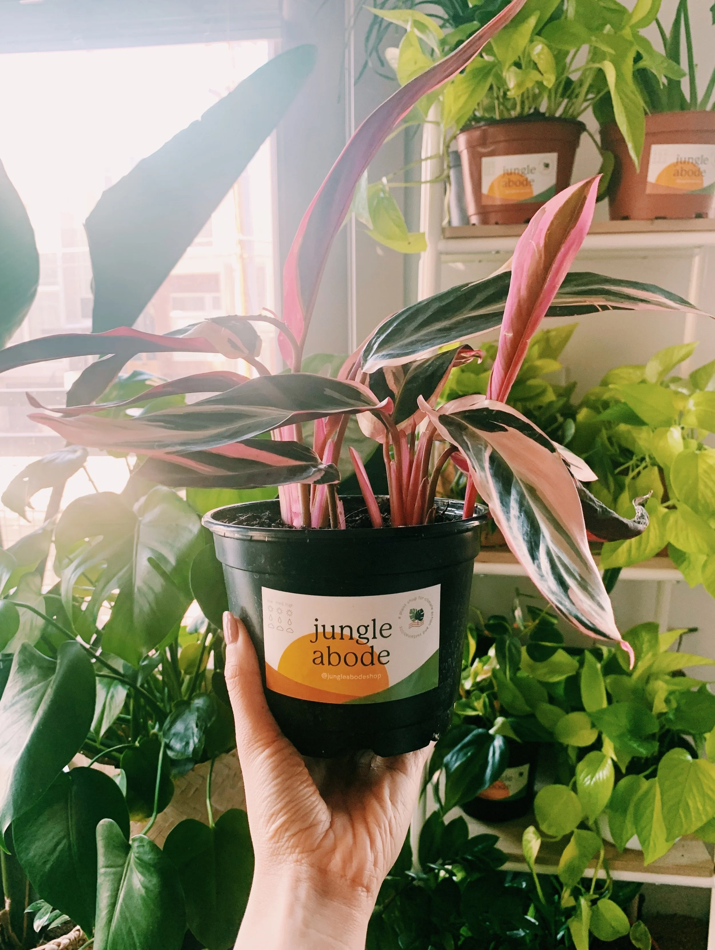 4B1F9AD1-CE8C-4048-A4EF-F289FDE9D6CA-C69B8333-1114-4C7B-9D06-878DD0F1E3FB 2.JPG