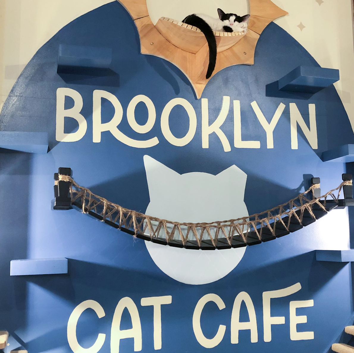 Brooklyn Cat Cafe — Abigail Brazinski