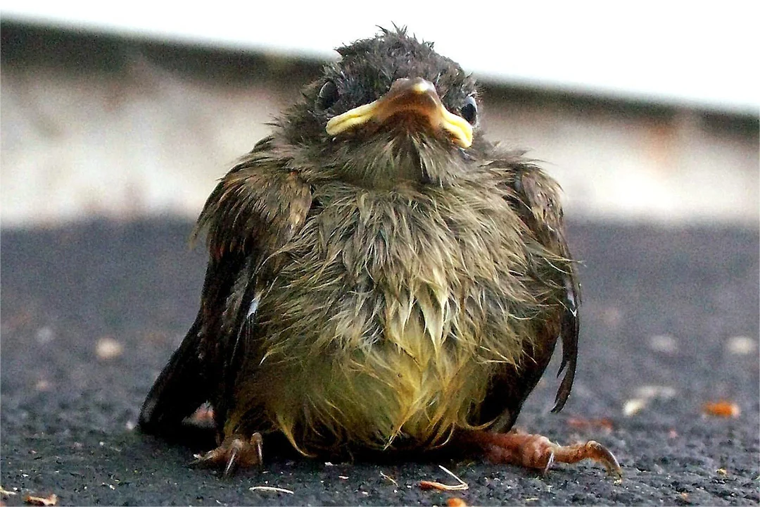 Fledglings appearing helpless are most often awaiting a parent who is nearby. Unless they're in immediate danger; cat, dog or otherwise, it's best not to bother them.