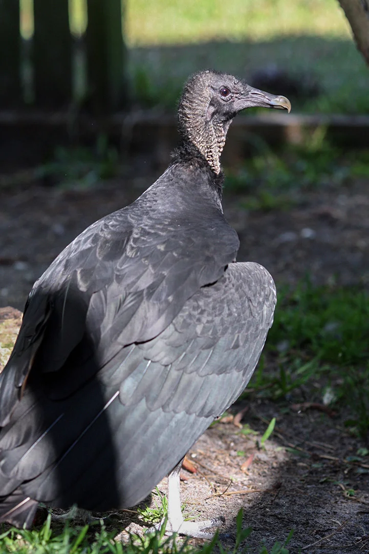 Meet Zelda, our Ambassador Black Vulture.