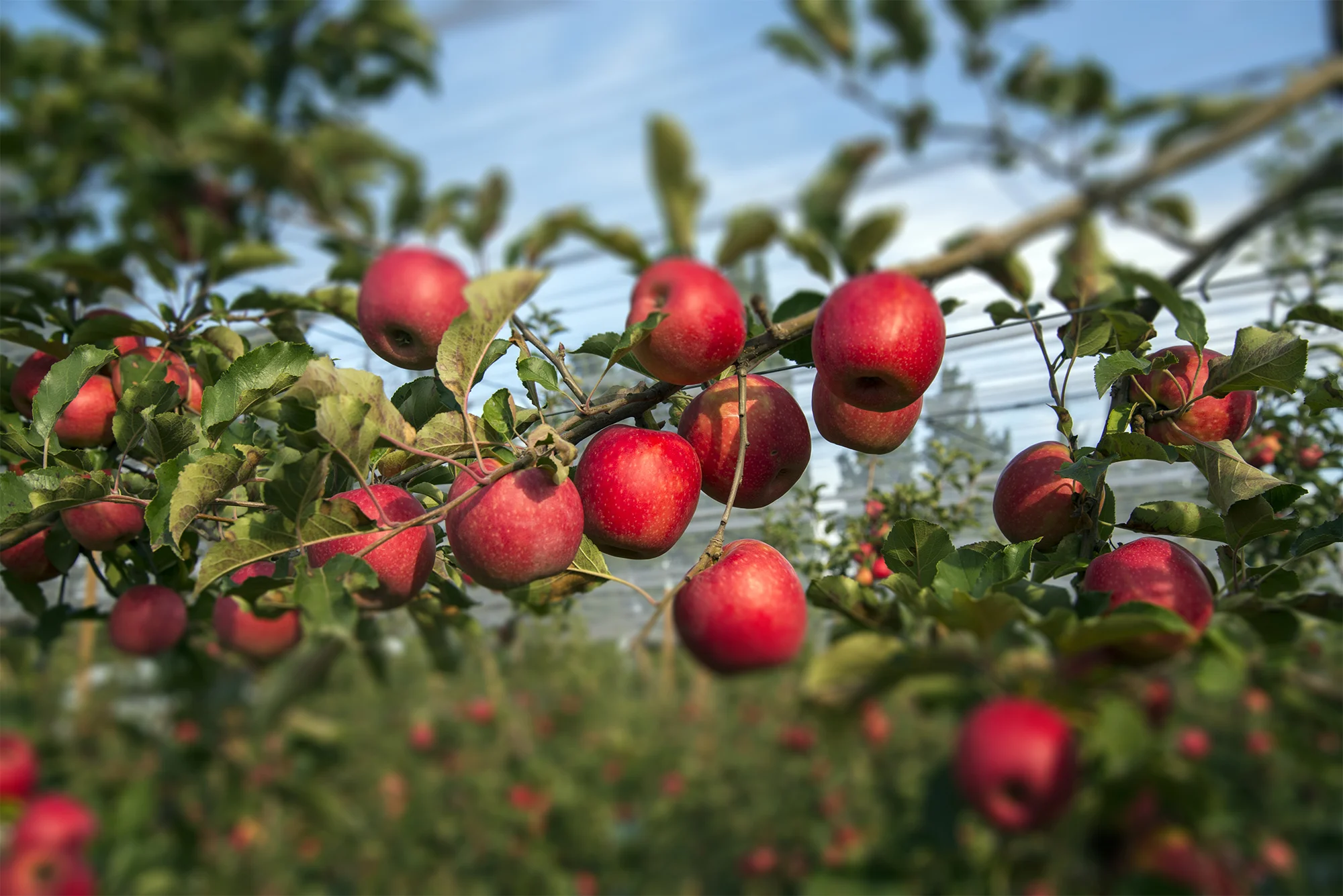 applesinorcahrd.jpg