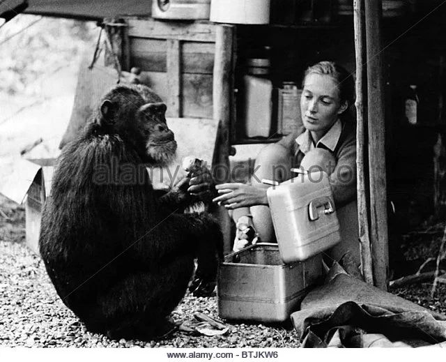 jane-goodall-ca-1965-courtesy-csu-archiveseverett-collection-btjkw6.jpg