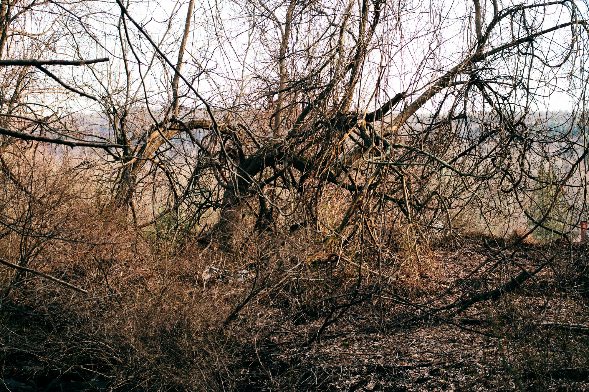 _MG_4368.jpg