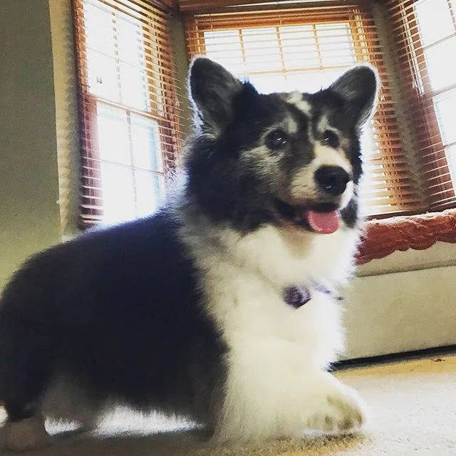 Ellie feeling frisky after her spa day at the dog wash.