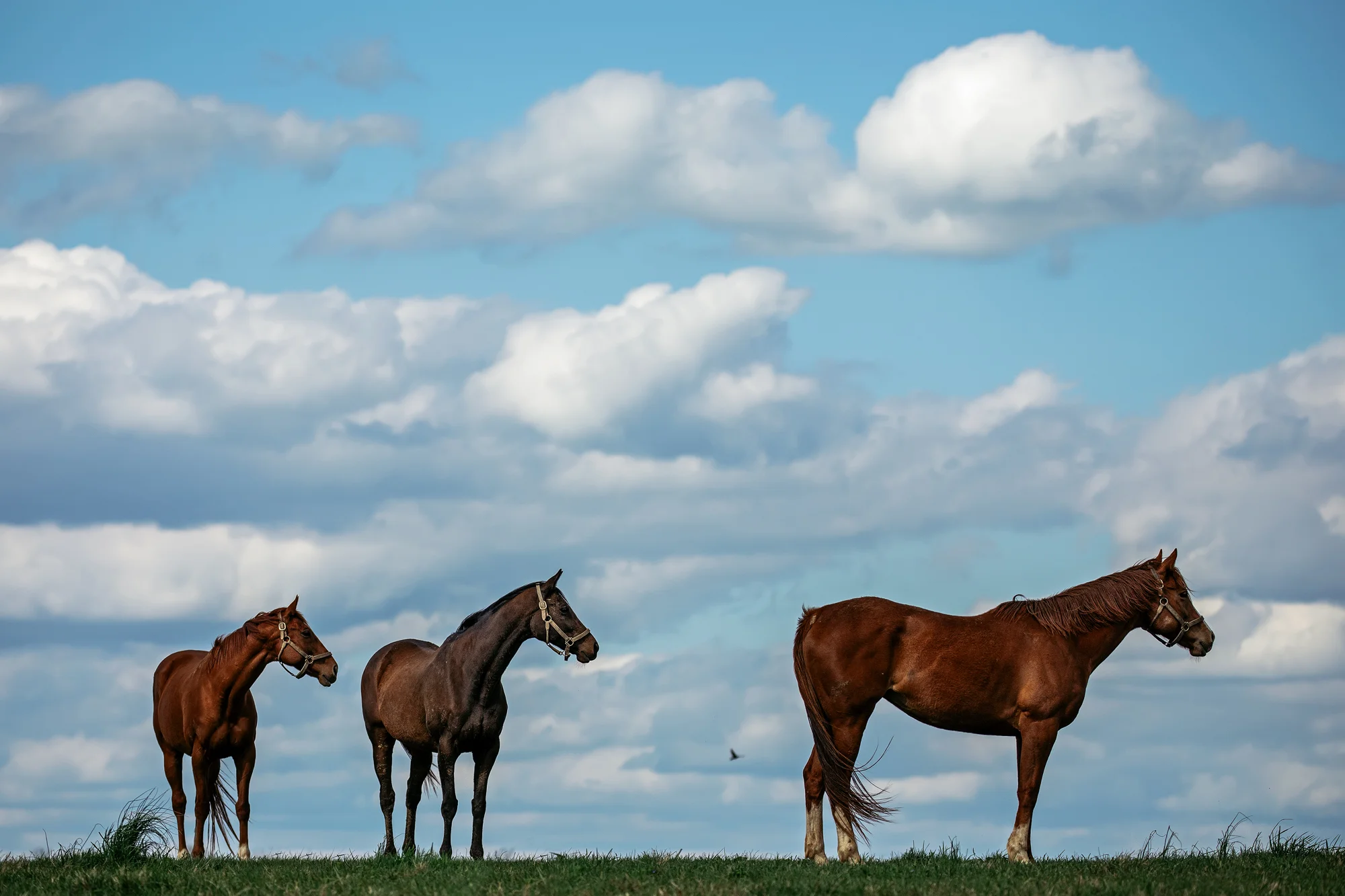180428_KeenelandSunsetAH_05077.jpg