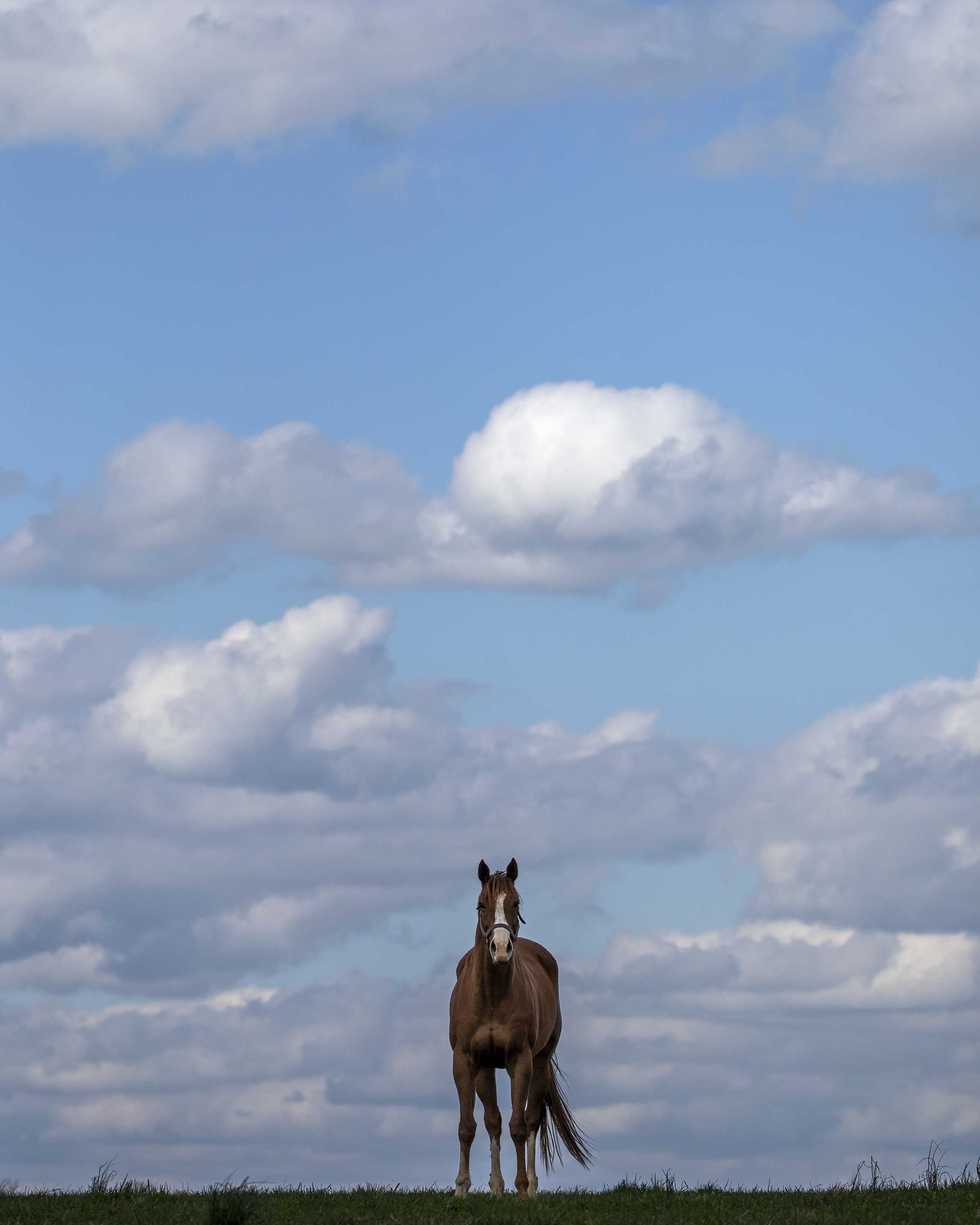 180428_KeenelandSunsetAH_05045.jpg