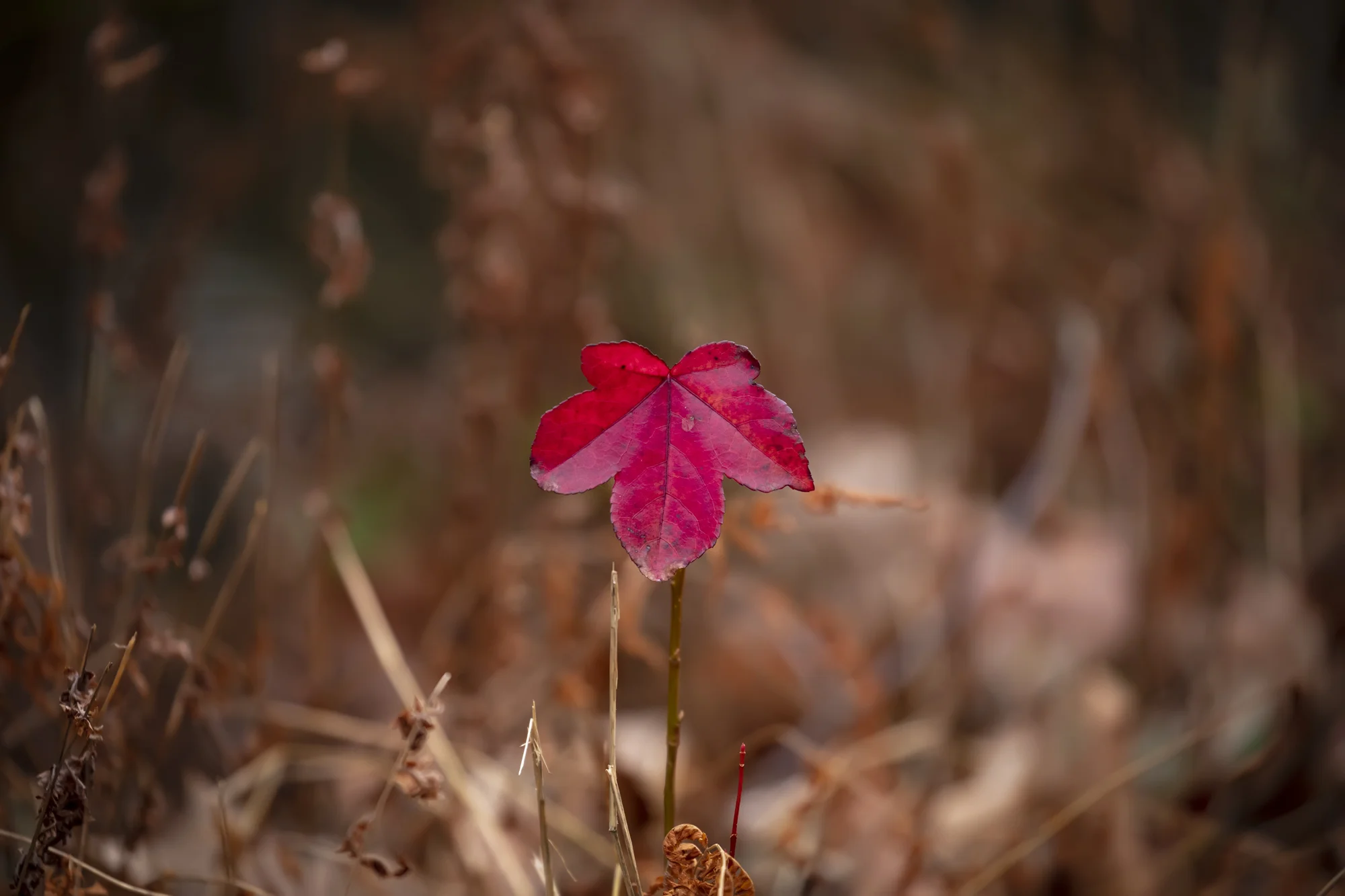190102_Dismal SwampAH_06936.jpg