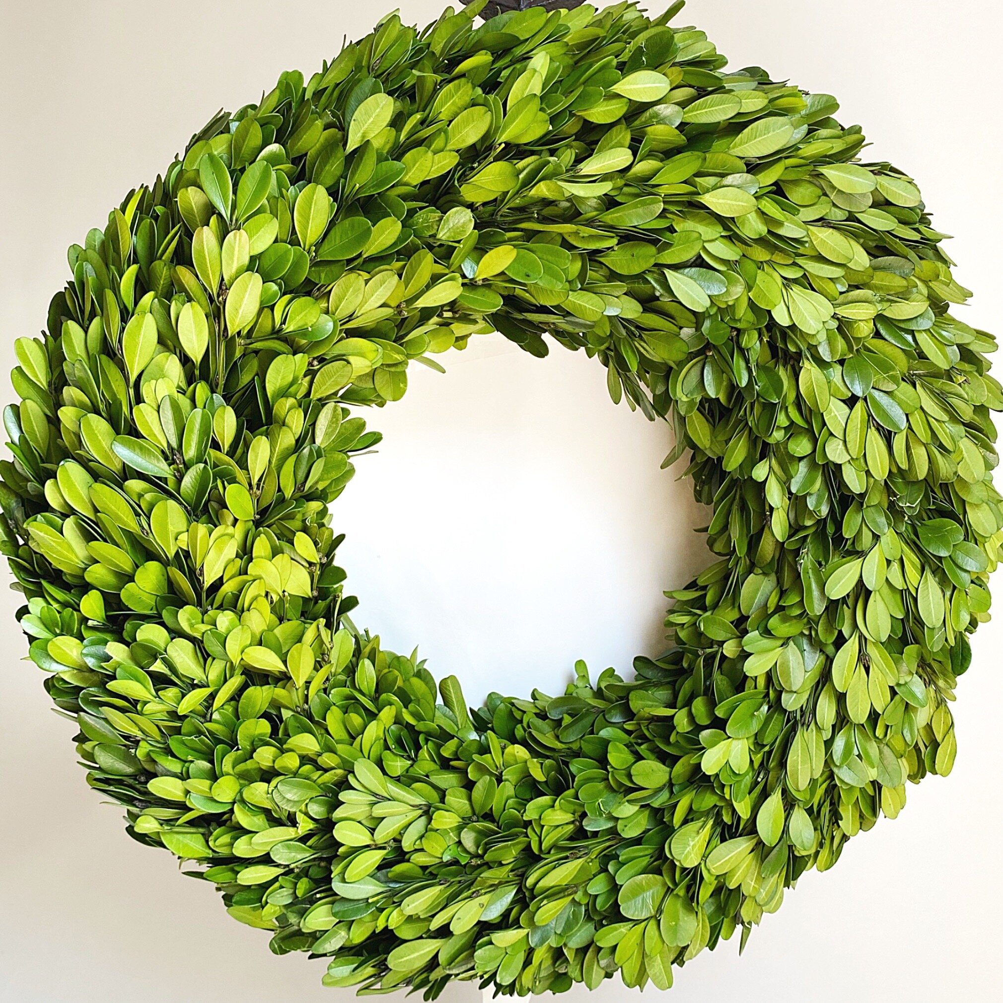 Preserved Boxwood Wreath Round all sizes 