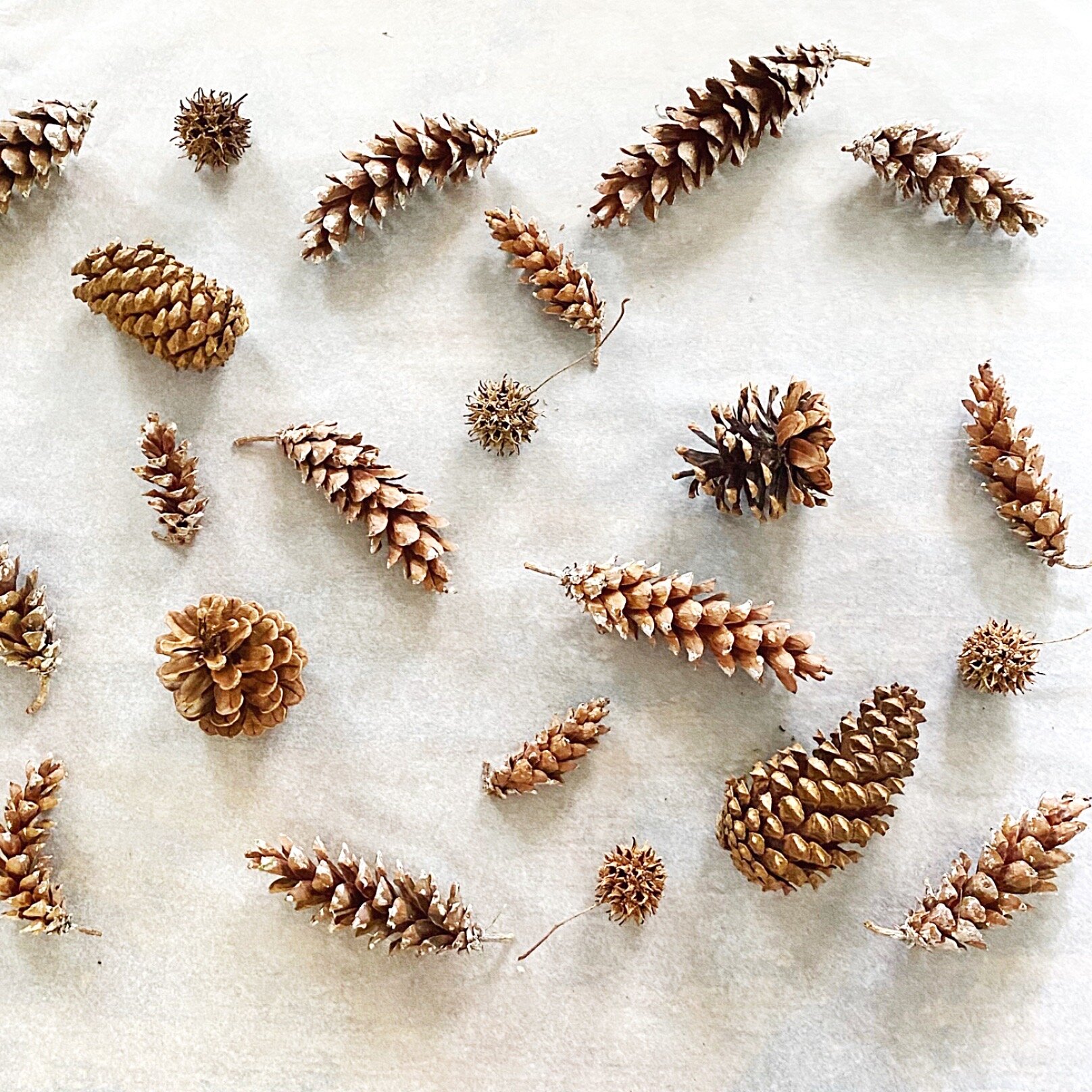 Preserved Pinecones