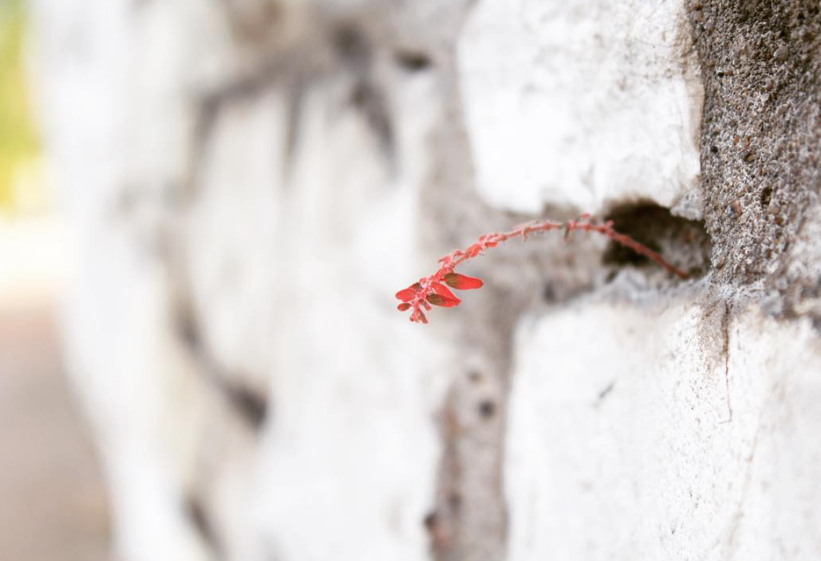 Gratitude: Diversity