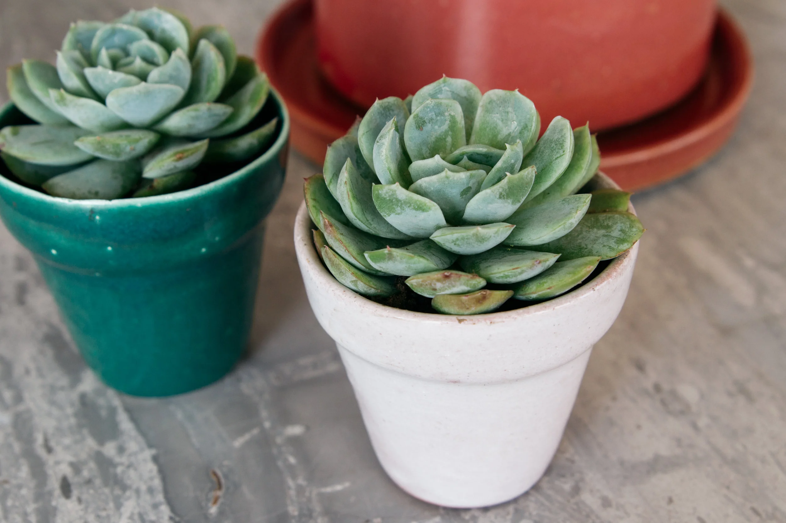 Maceta Mini con Plato.