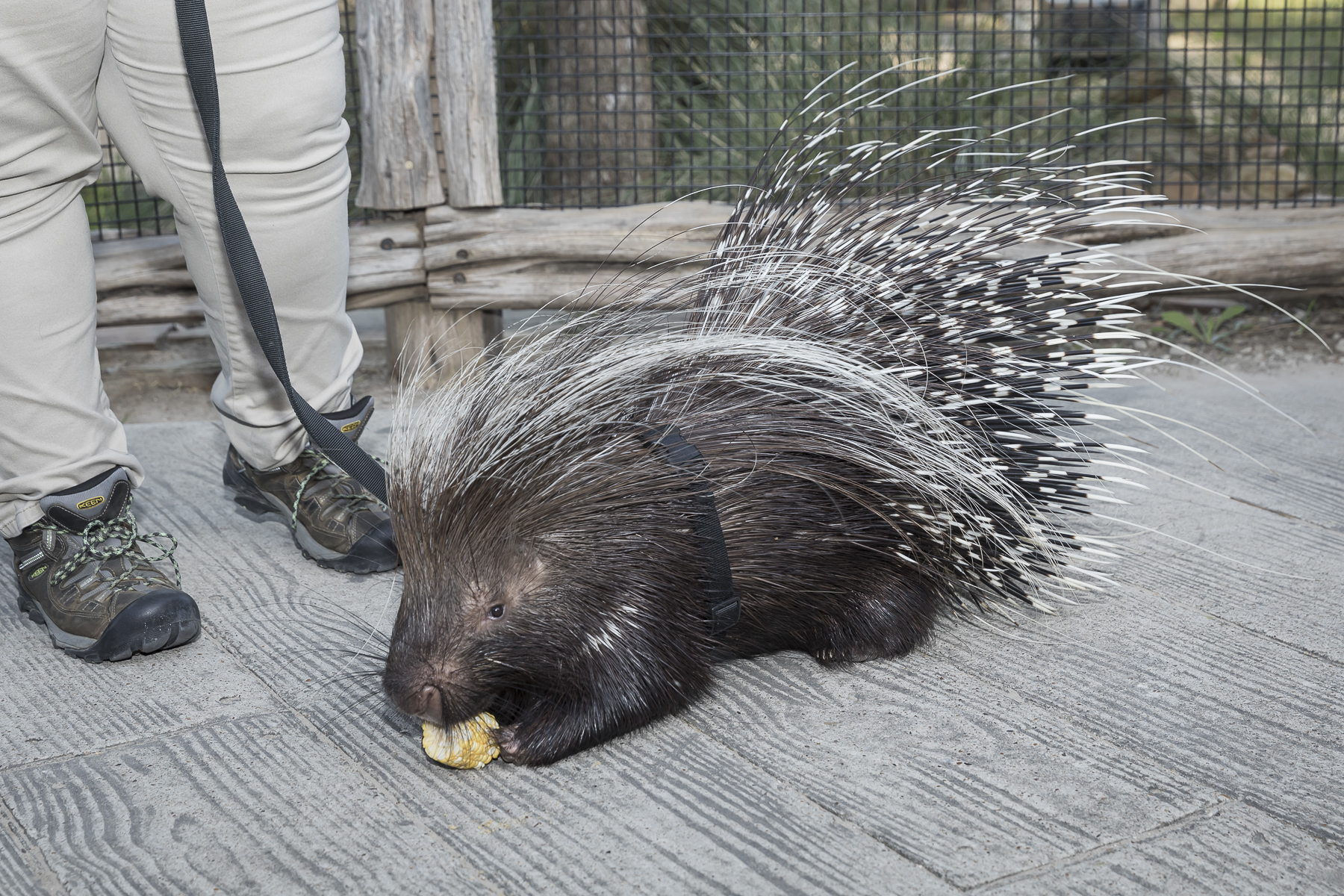 African crested porcupine nibbles on corn.
