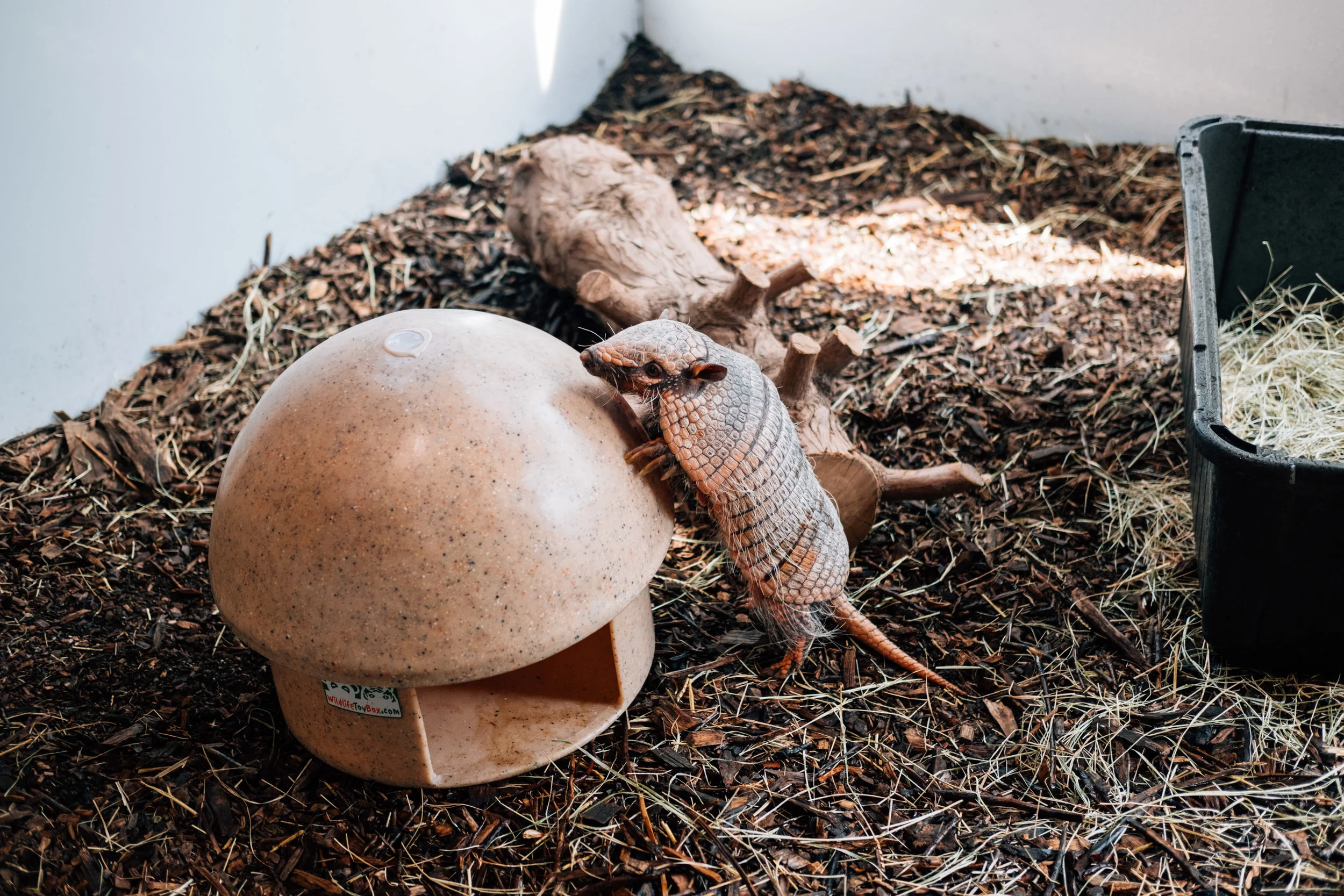 Chaco, the six-banded armadillo.