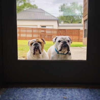  Phoebe and Gus, the two McCormick bulldogs, survived the storm and look forward to returning to their home soon.    