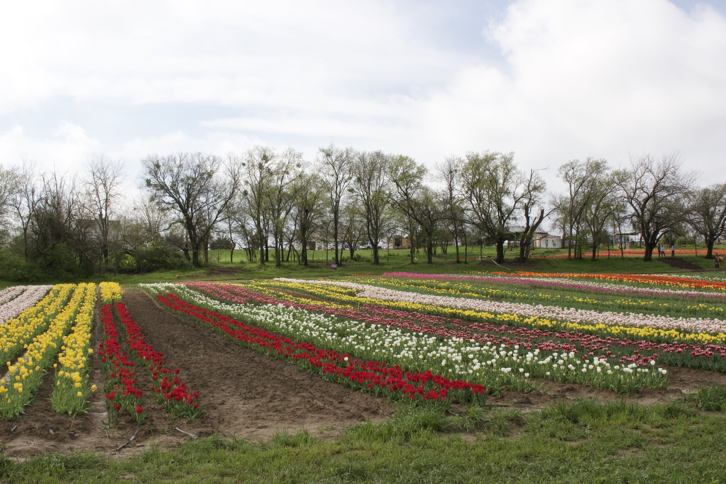  In December 2019. John and his teams began planting the bulbs for the spring season. Over 100,000 bulbs were planted on the top field, which is called the triangle. On the bottom field, which is called the nursery. over 500,000 tulip bulbs were plan