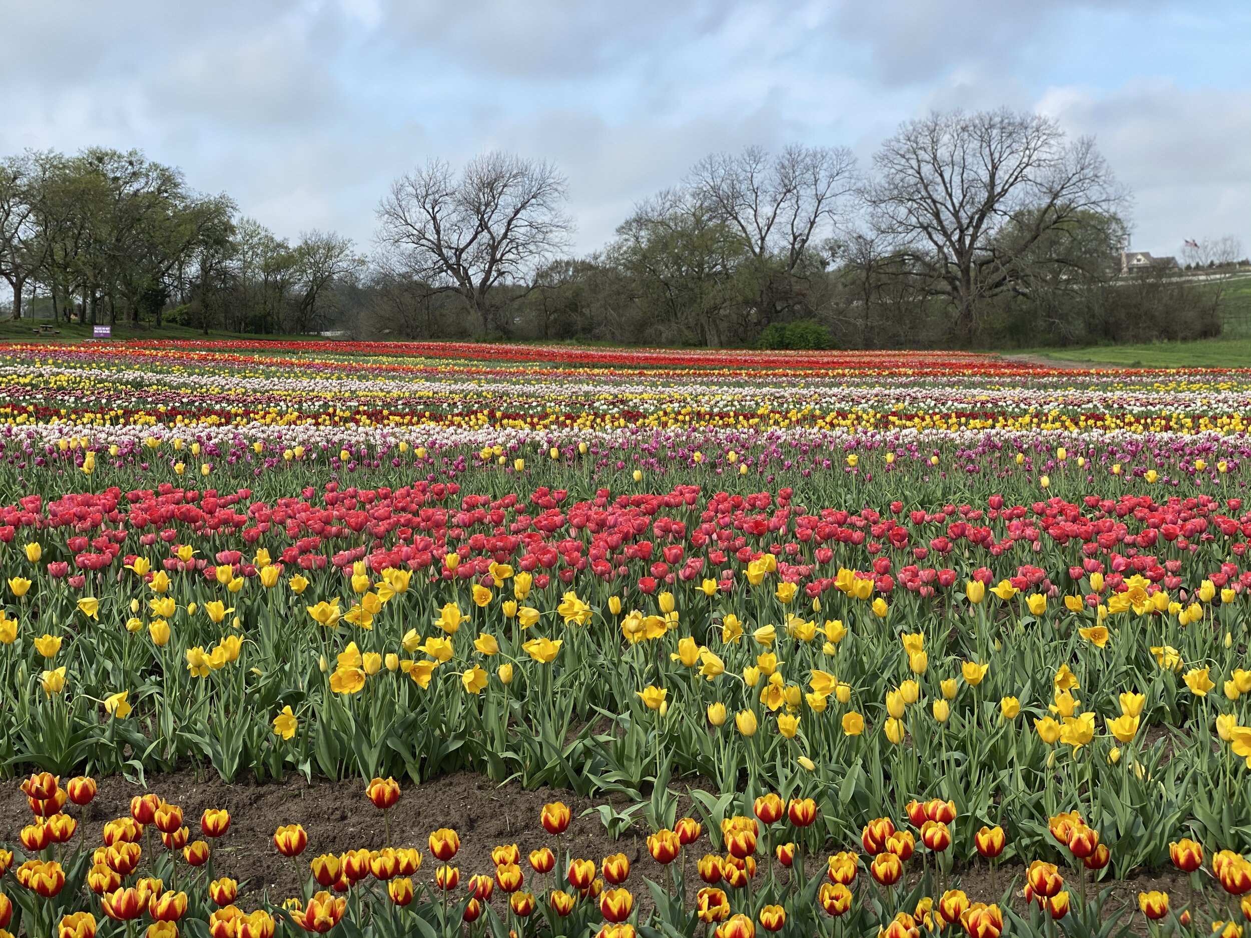  John visited  Keukenhof Park  in Holland in May 2018, also known as the Garden of England. The garden first opened to the public in 1950 and was deemed an instant hit with 200,000 visitors in its first year alone. He decided to recreate the tulip ga