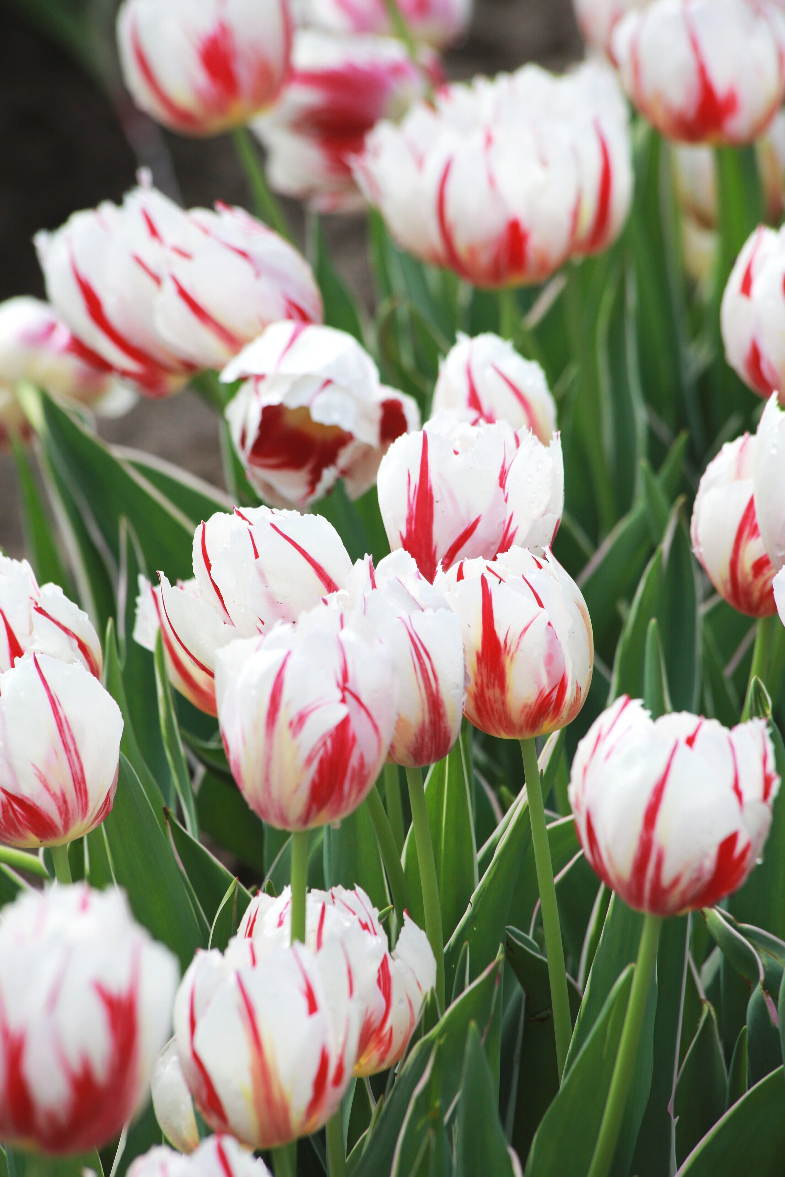  With each tulip sale, a percentage of profits will go towards The Poston Gardens Foundation scholarships to assist future residents with the financial costs of living at Daymark Living. 