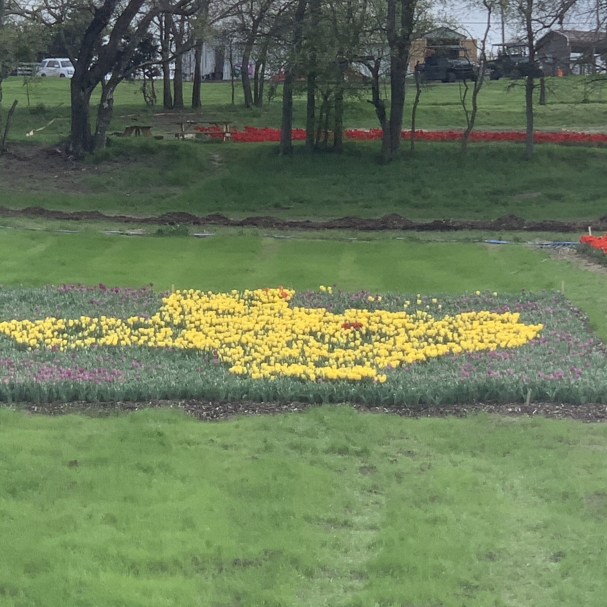  Also planted in the middle of the nursery section, is a large patch of yellow tulips in the shape of the state of Texas.  
