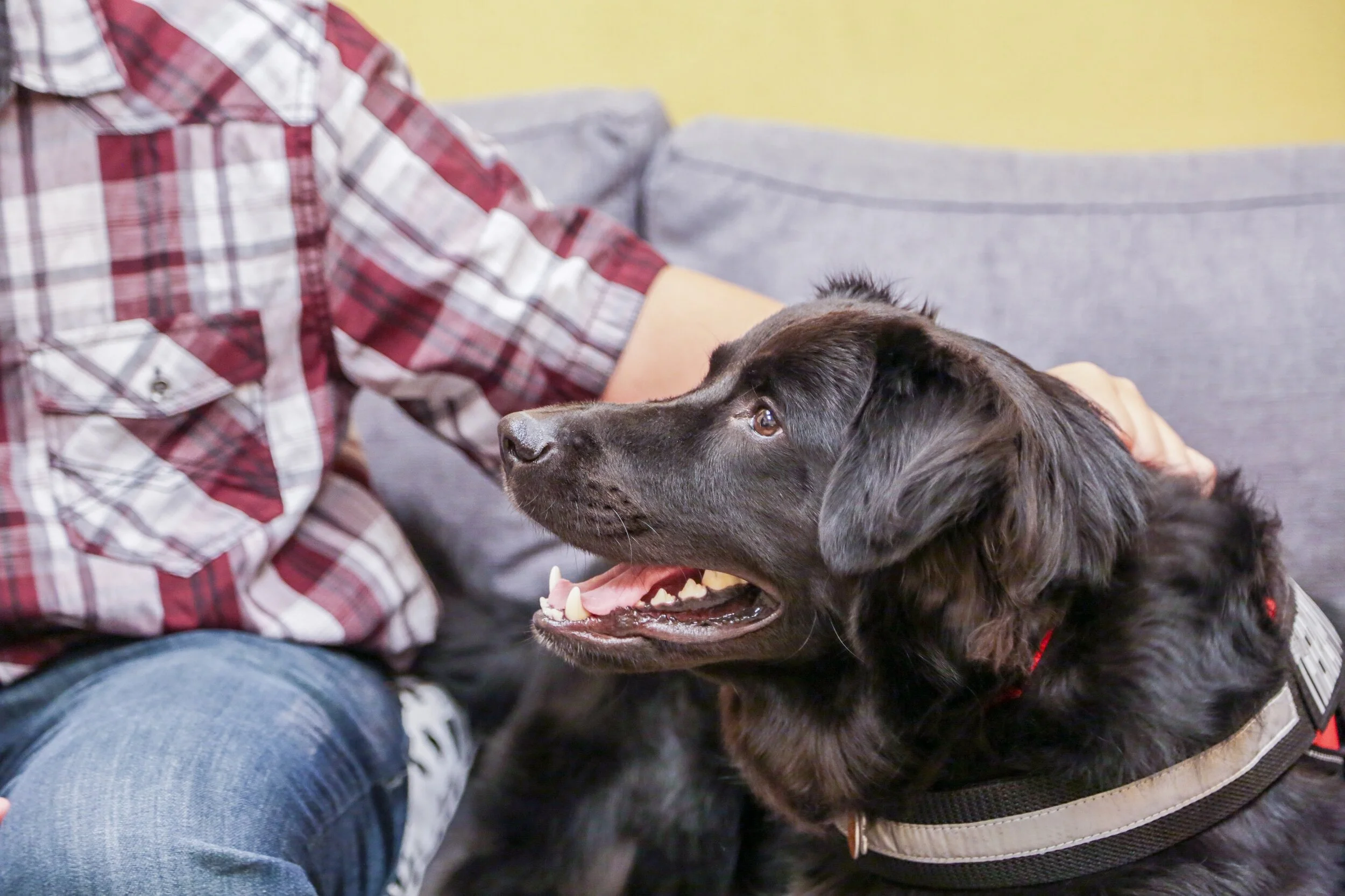 Watson, the therapy-dog-in-training