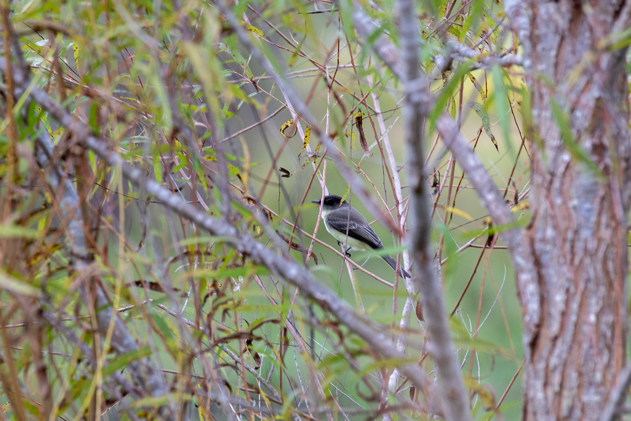 An Eastern Phoebe bird sighting is fairly common throughout the Trinity River Audubon grounds.