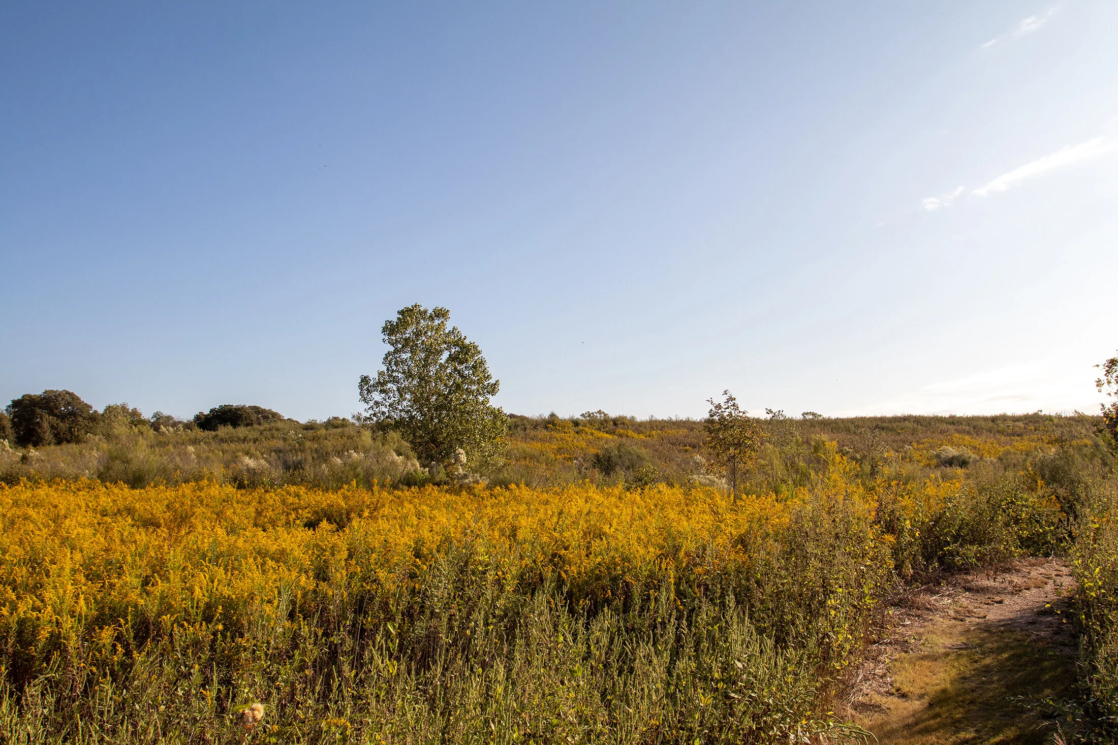 A field of wild goldenrod.